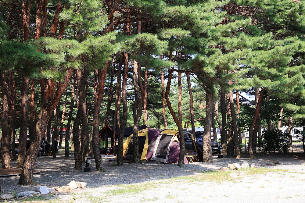 양양 솔바다 캠핑장