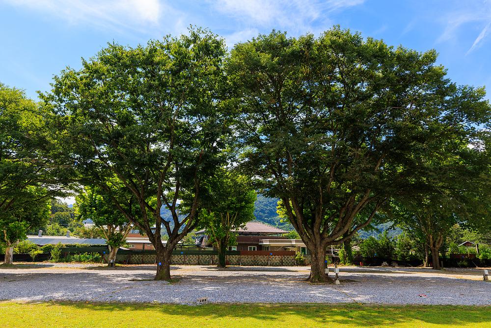 나무야나무야캠핑장