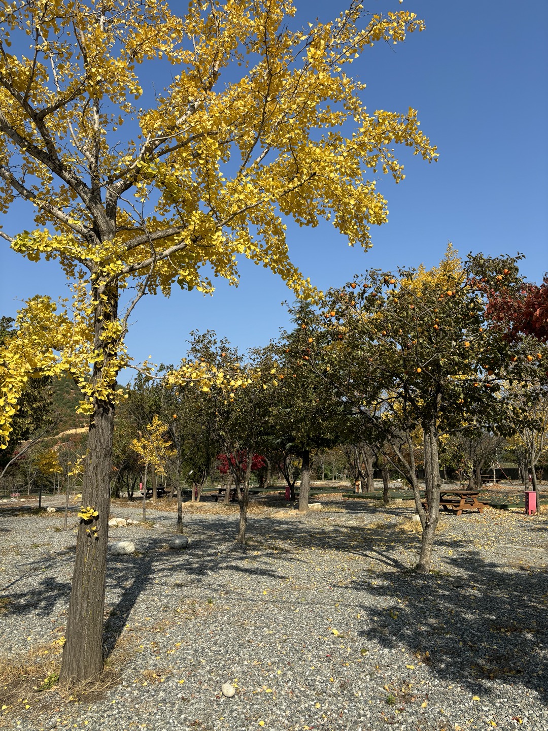 양양 고인돌 캠핑장 25번째 이미지