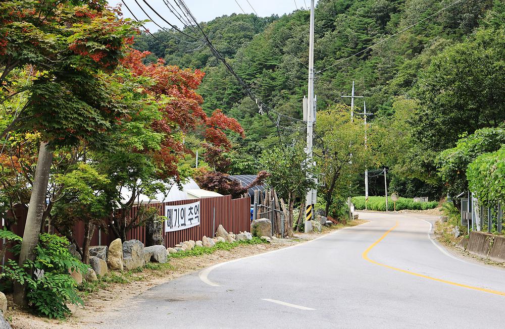 메기의 추억