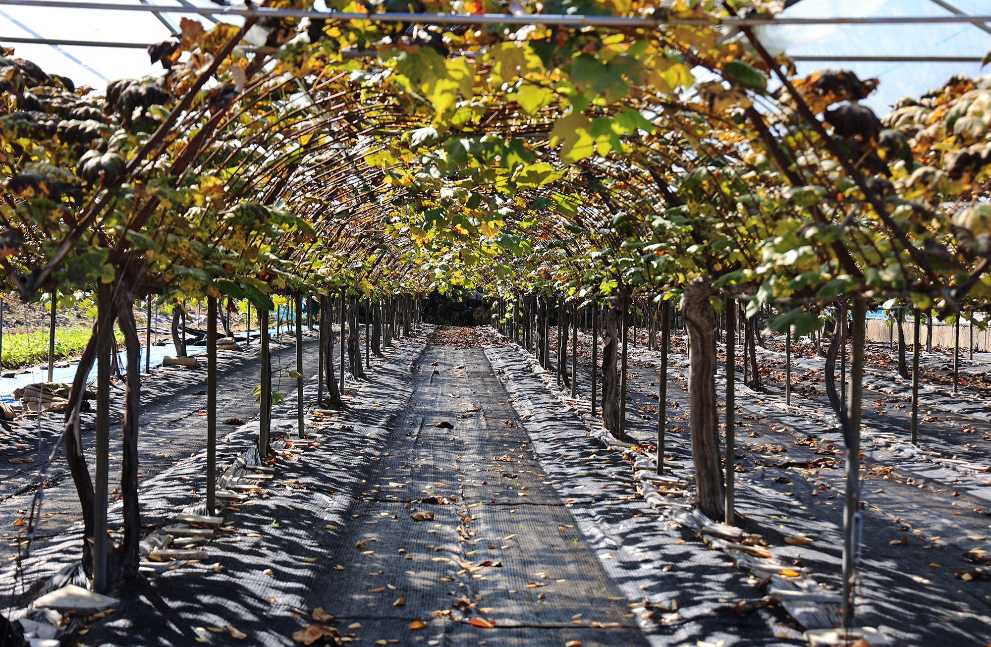 포도밸리 캠핑장 이미지