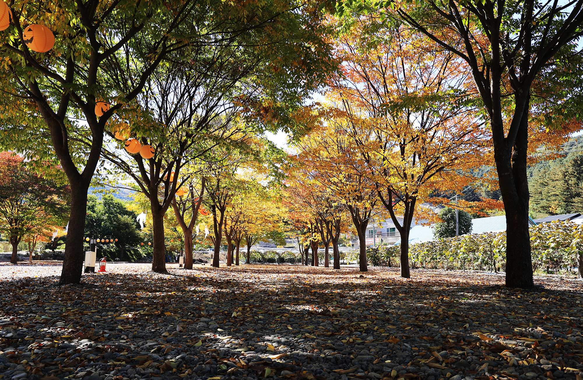 포도밸리 캠핑장 이미지