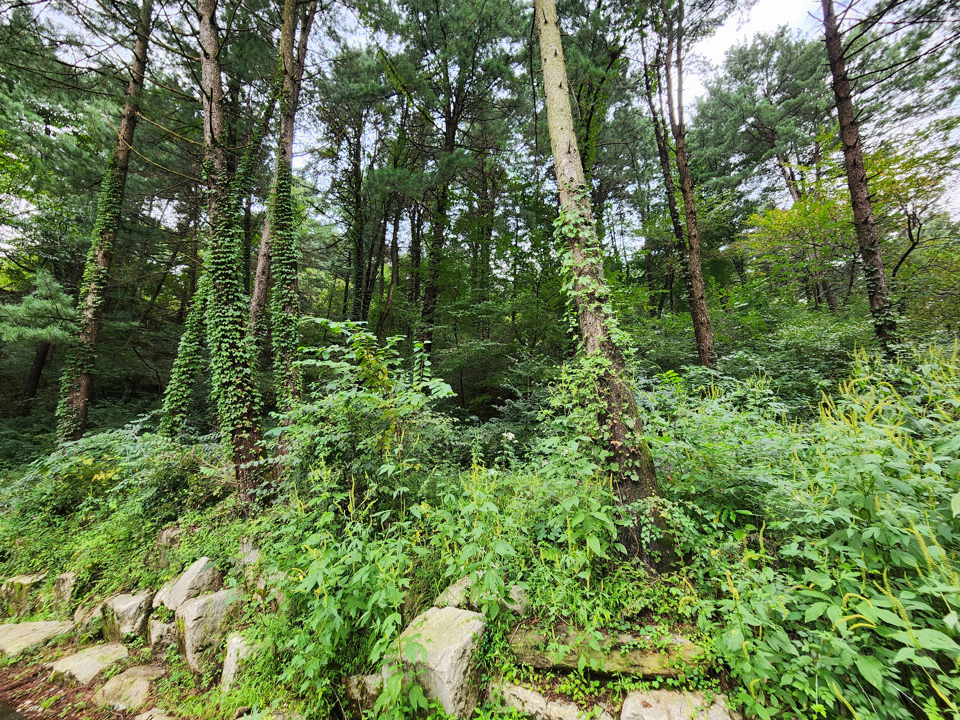 잣숲캠핑장 이미지