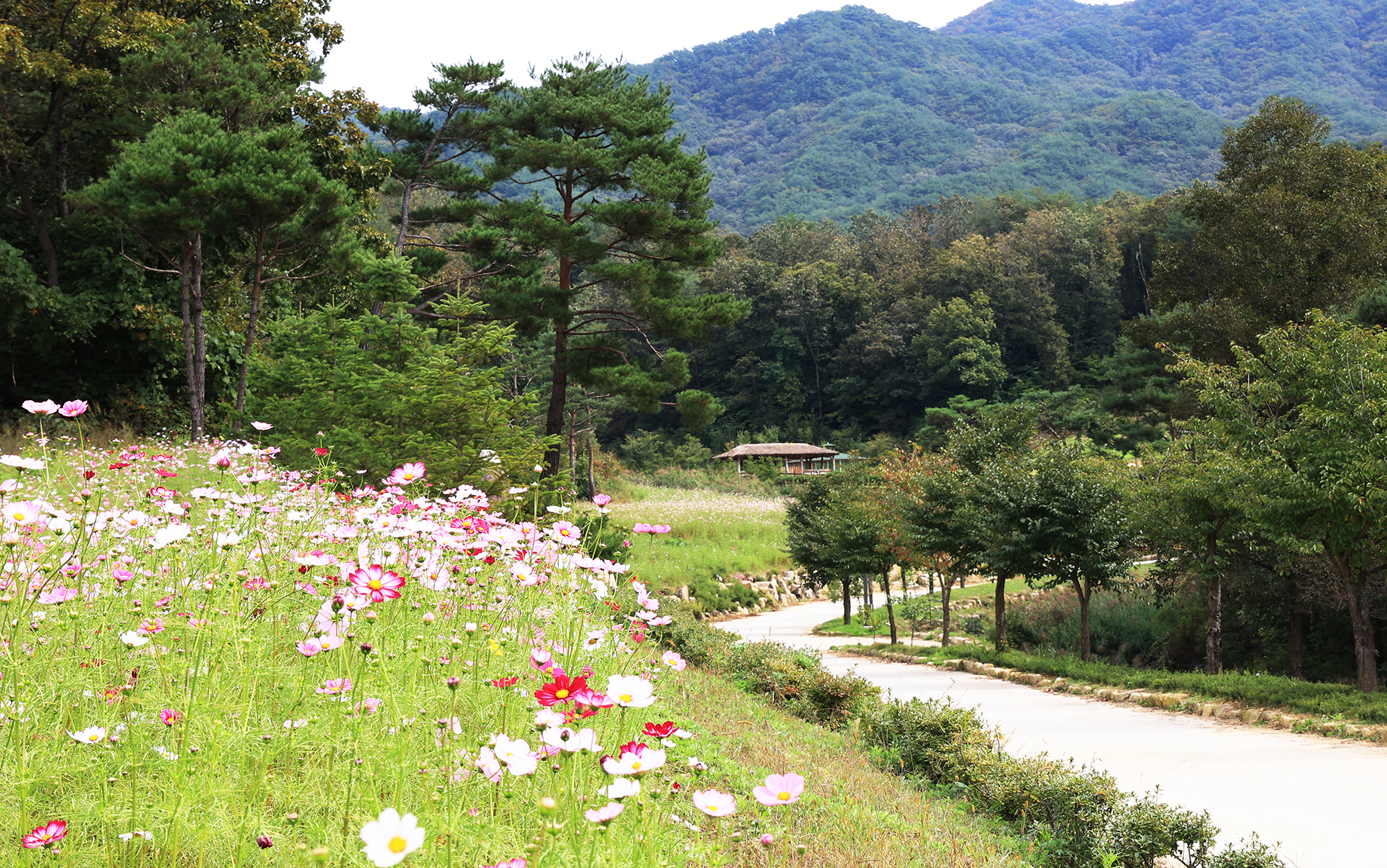 용화산테마파크 캠핑장 13번째 이미지