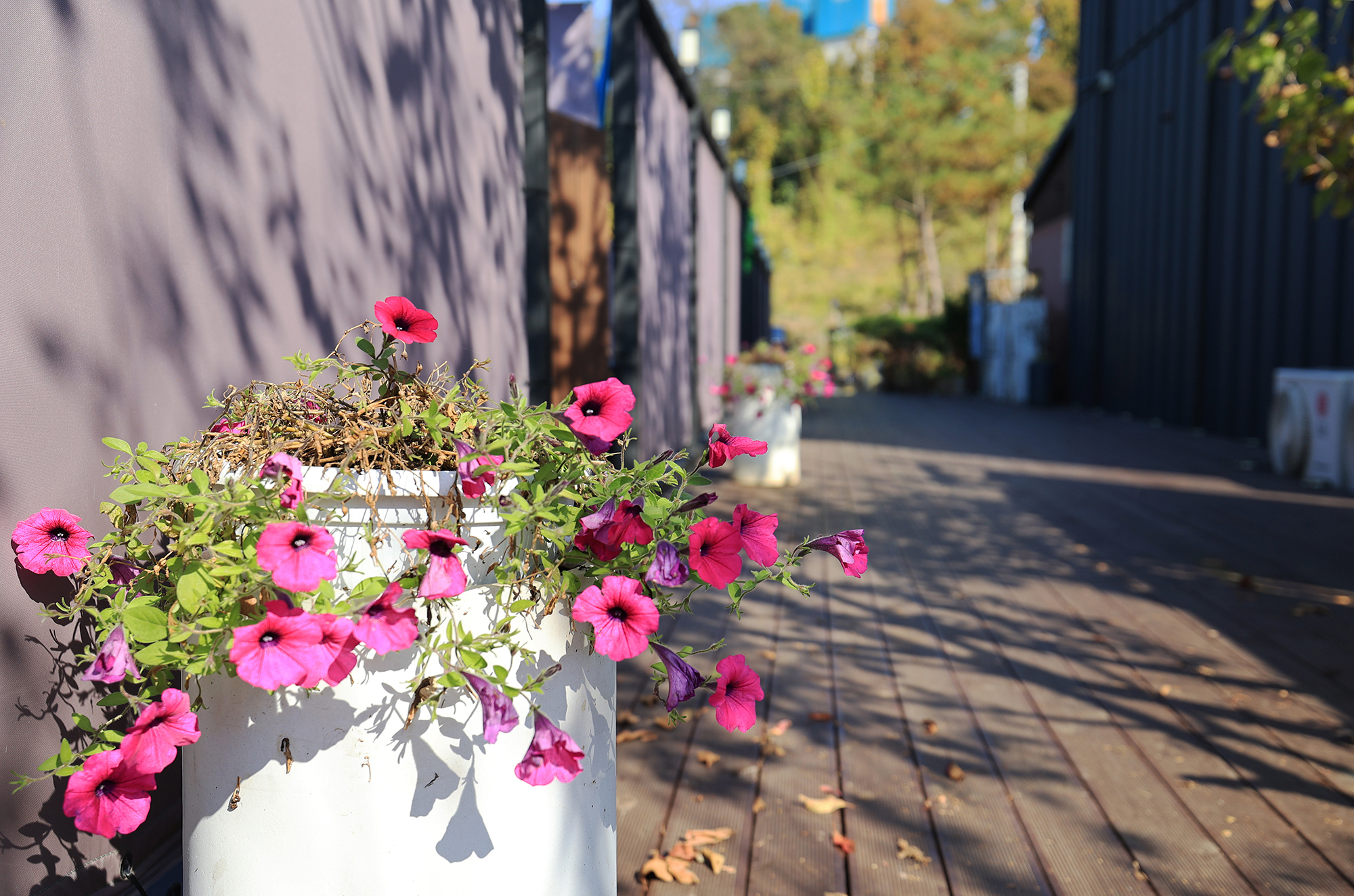 라구나캠프 이미지