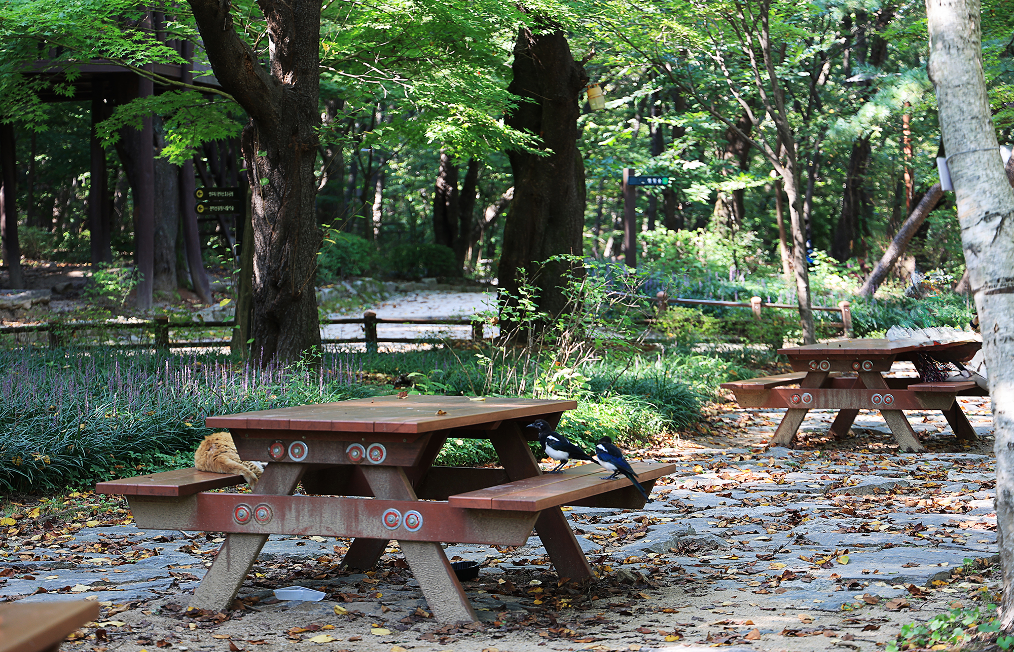 관악산 계곡 캠핑장 이미지