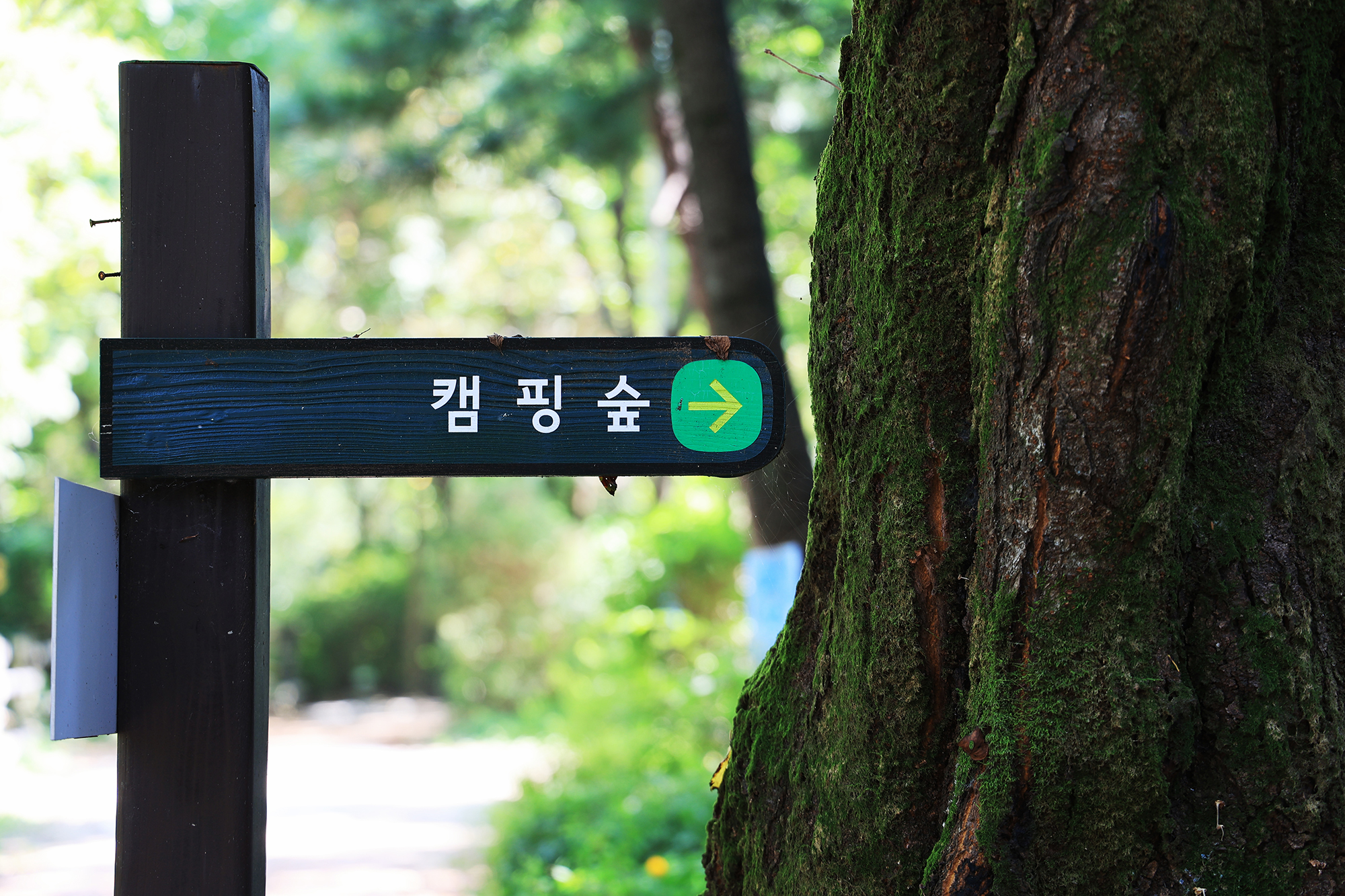 관악산 계곡 캠핑장 8