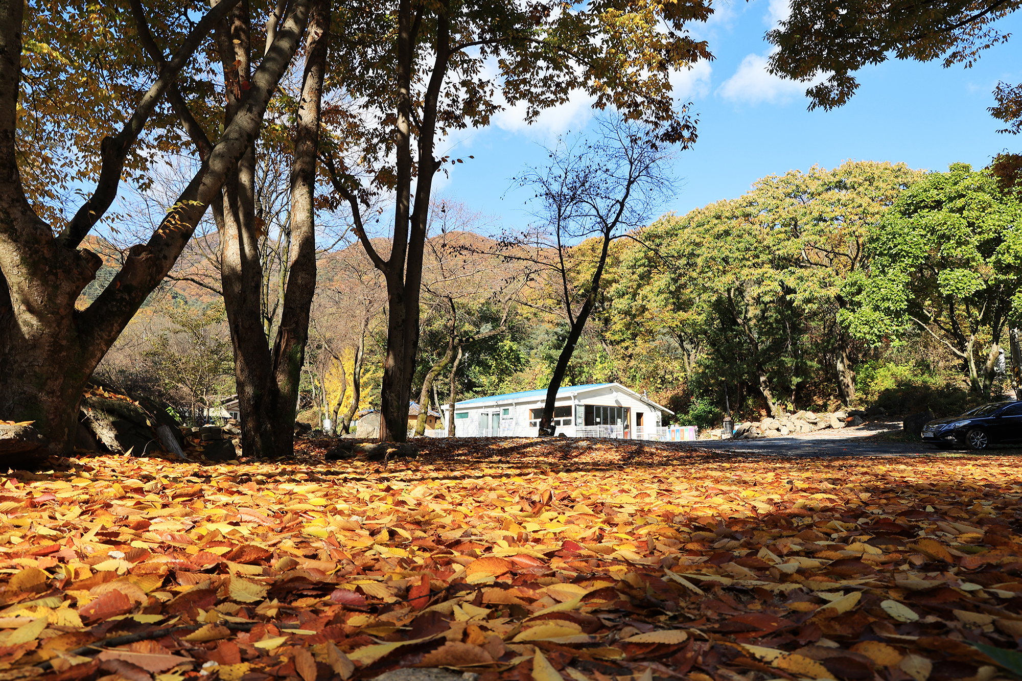 딥포레스트캠핑장 이미지