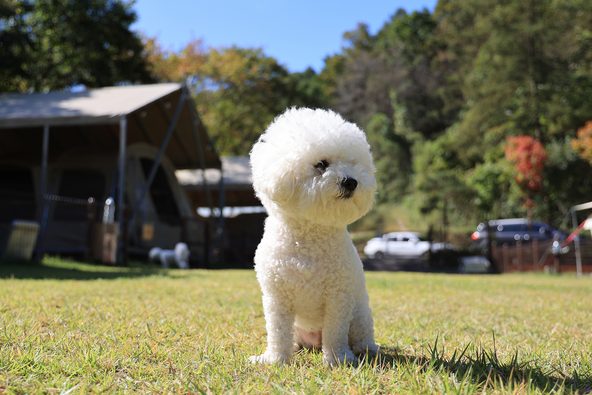 캠핑중DOG 이미지