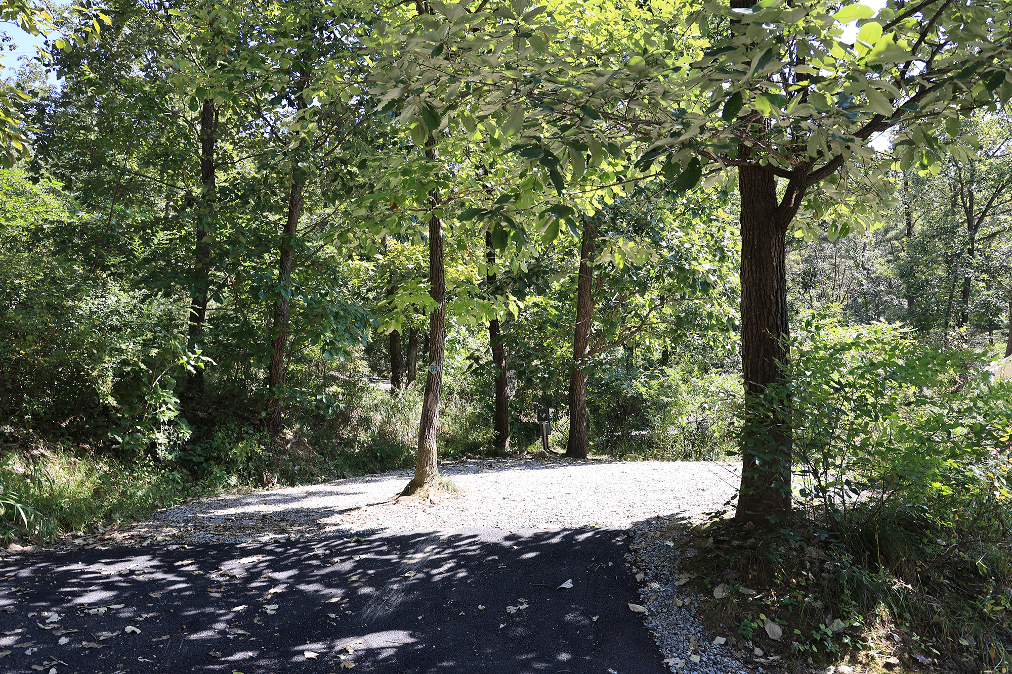 춘천 더숲 캠핑장 이미지