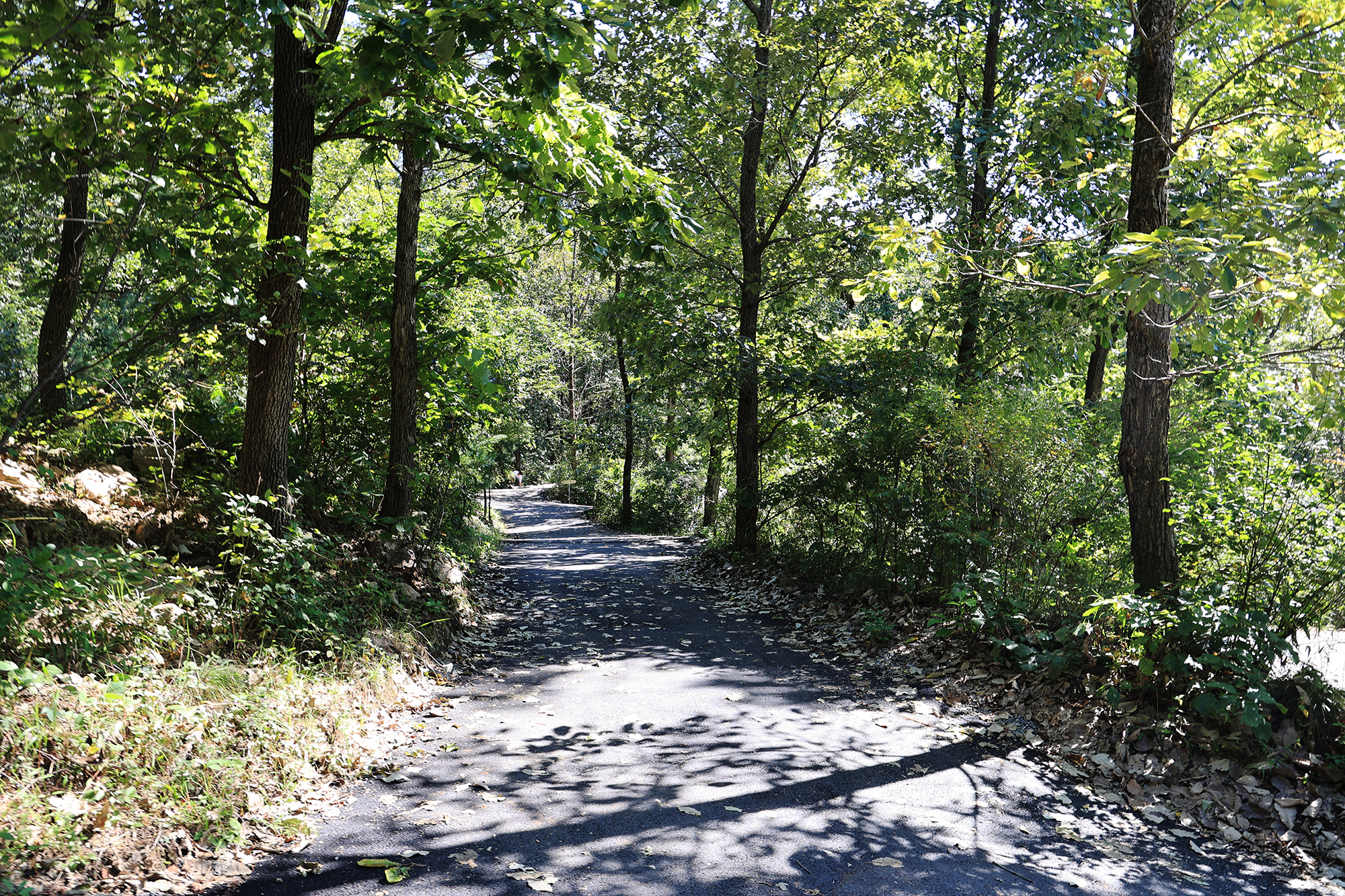 춘천 더숲 캠핑장 이미지