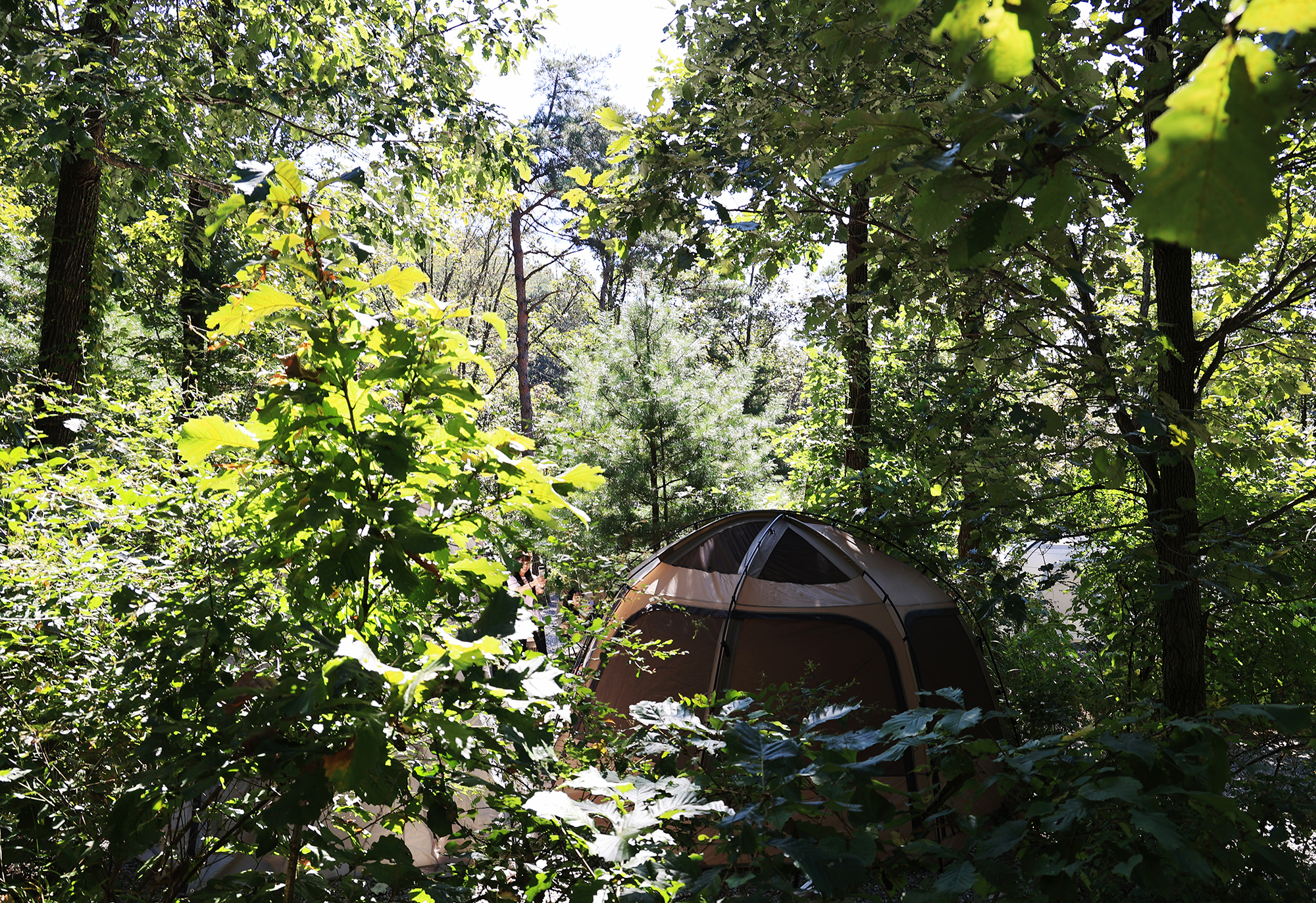 춘천 더숲 캠핑장 이미지