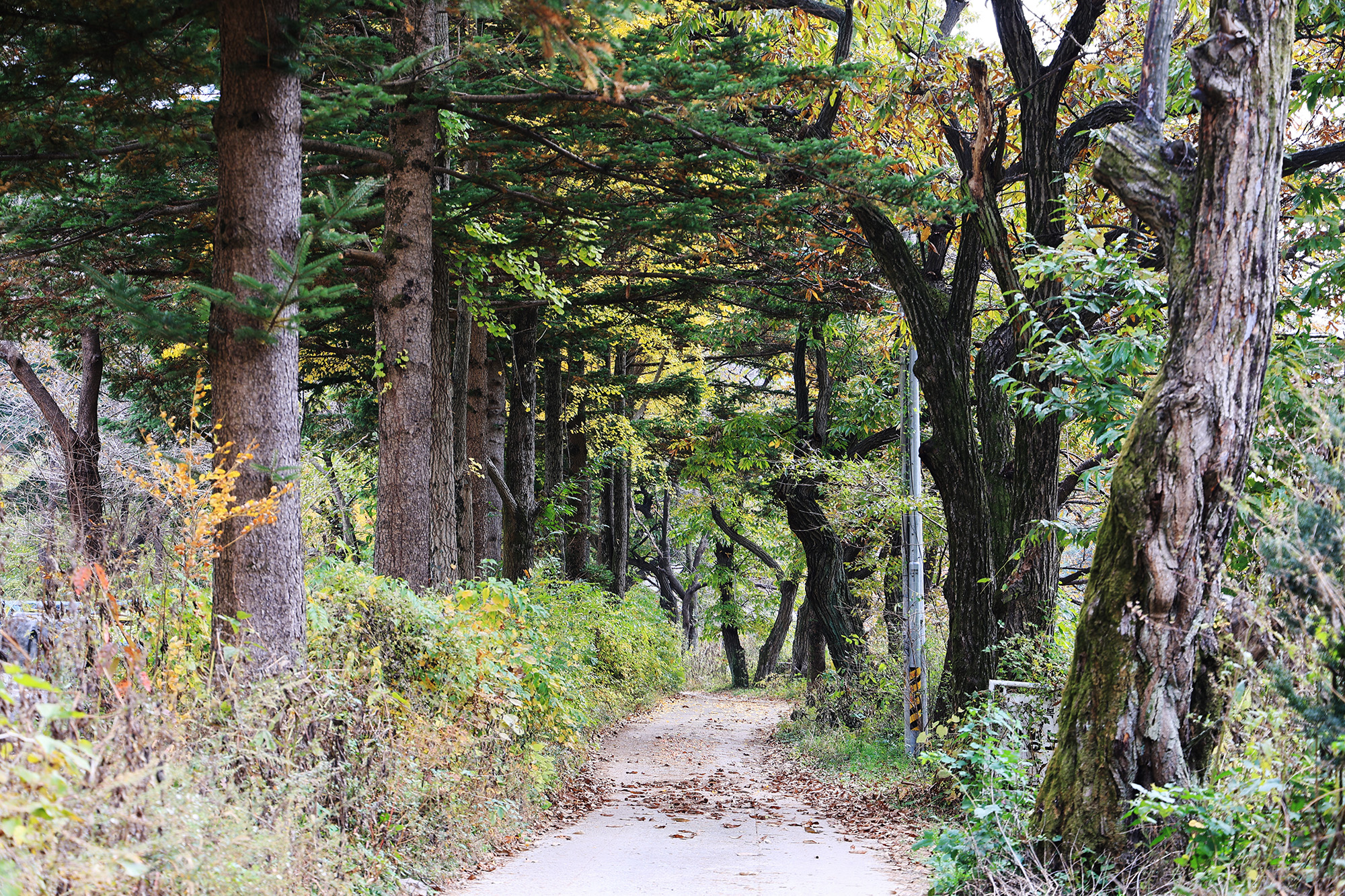 일영Star캠핑장 이미지