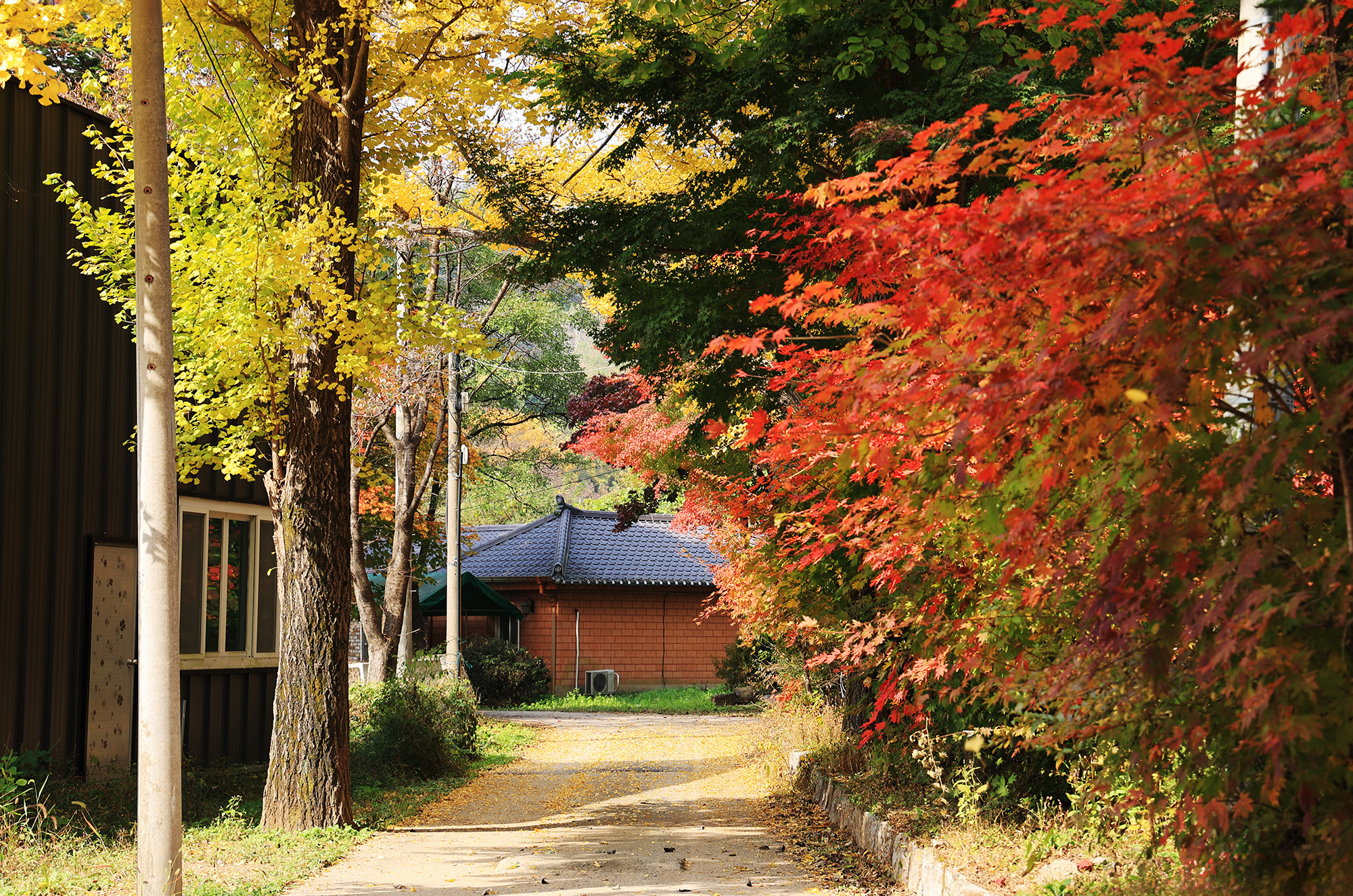 일영Star캠핑장 이미지