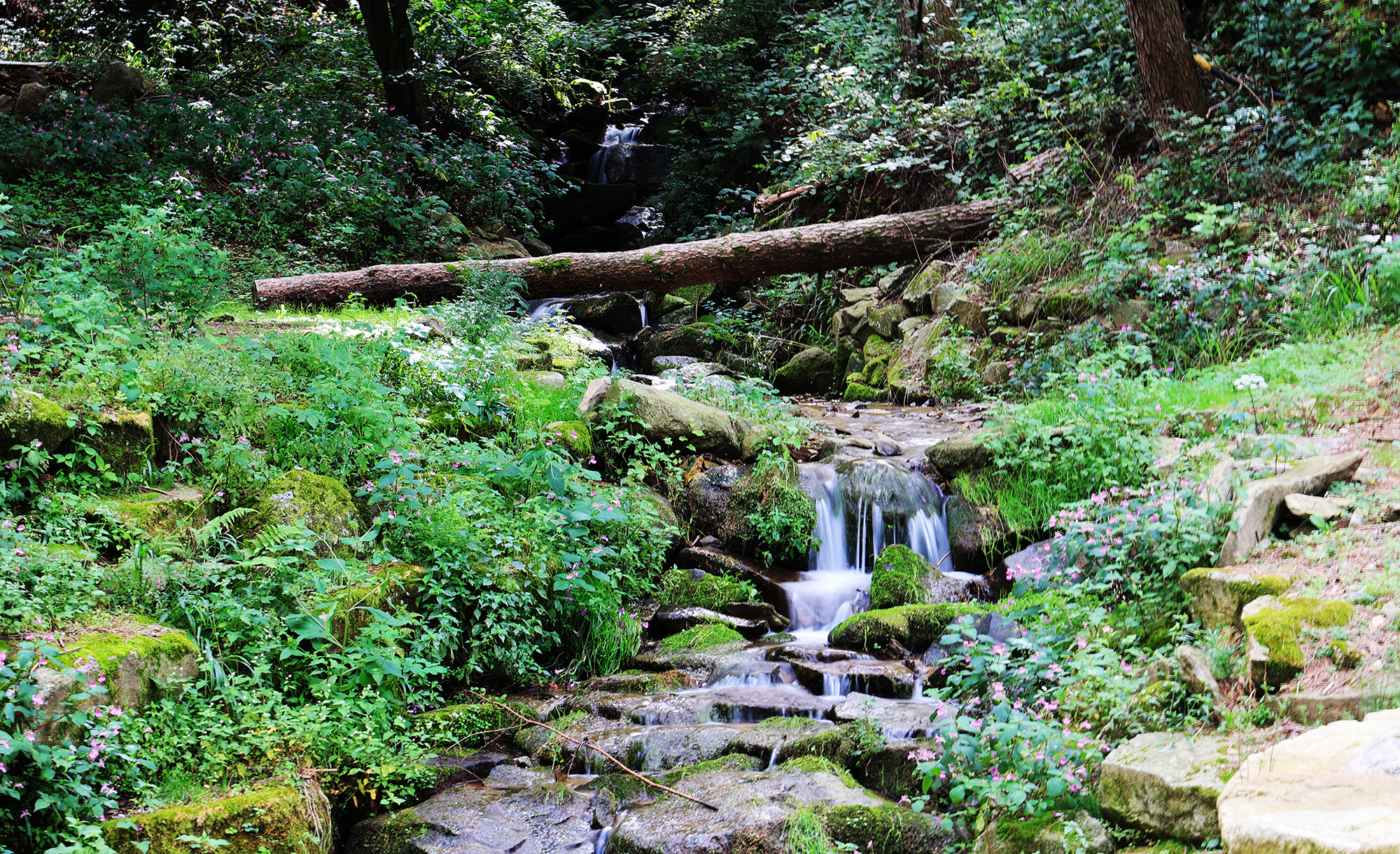 노섬브리아 야영장 이미지