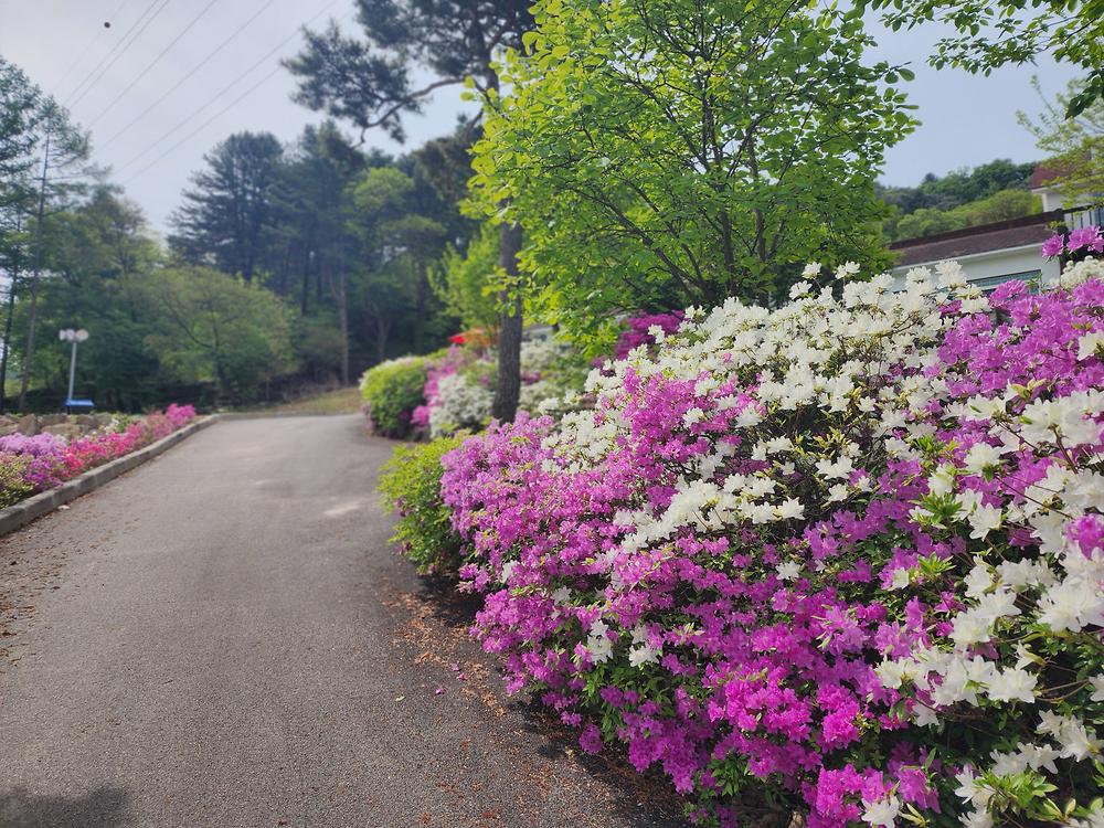 코알라캠핑장