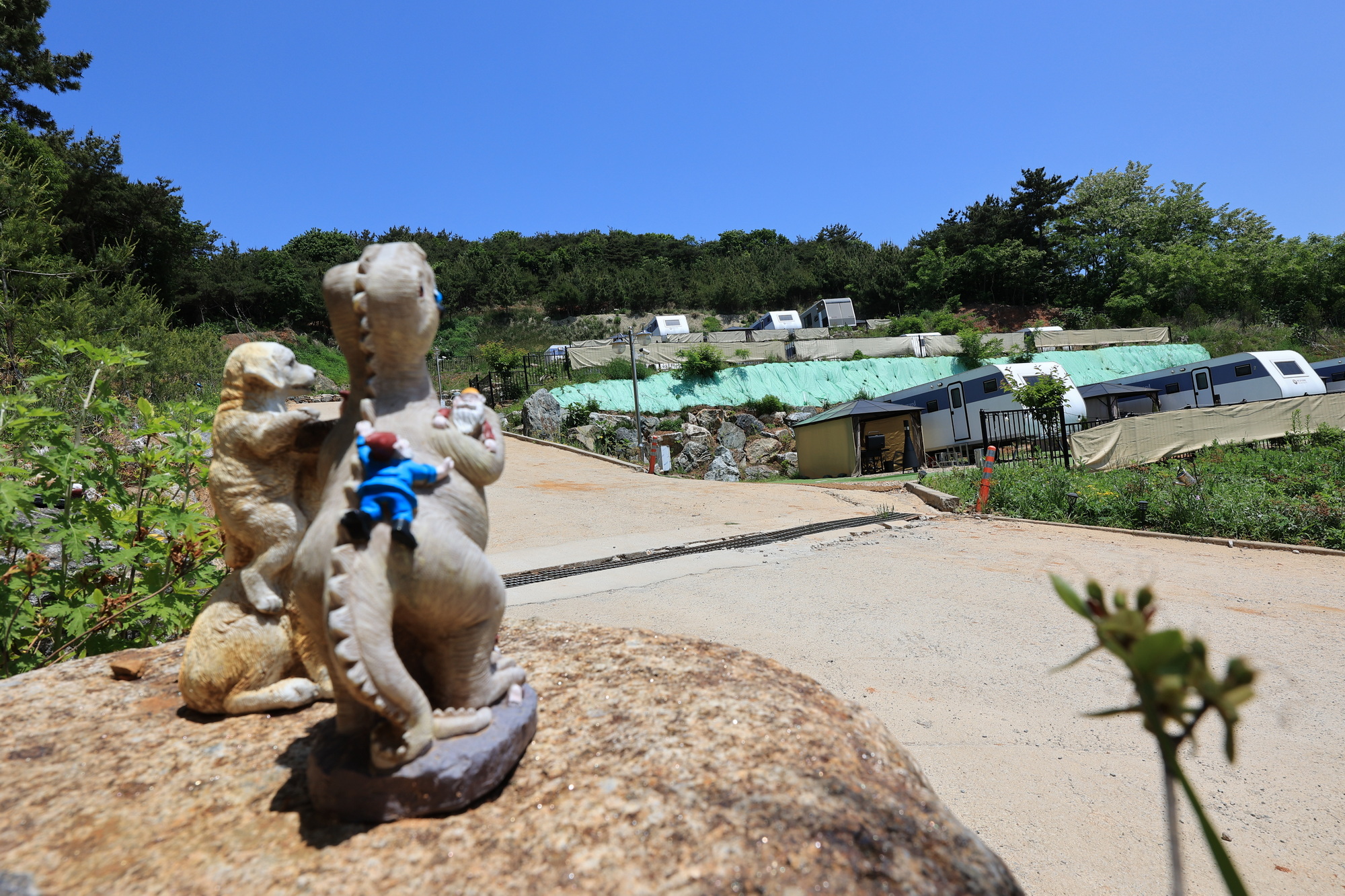 하버드카라반 이미지