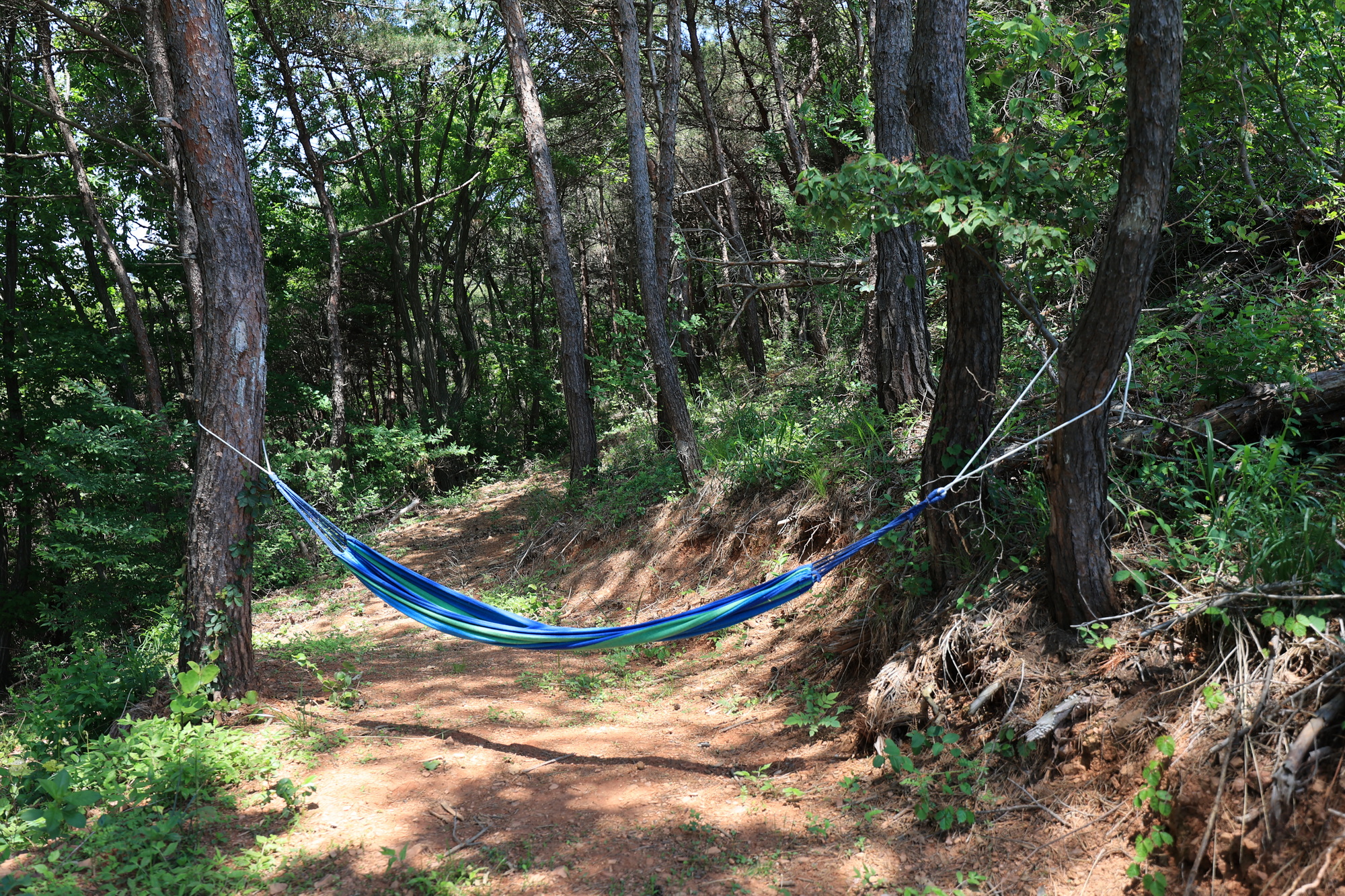 하버드카라반 이미지