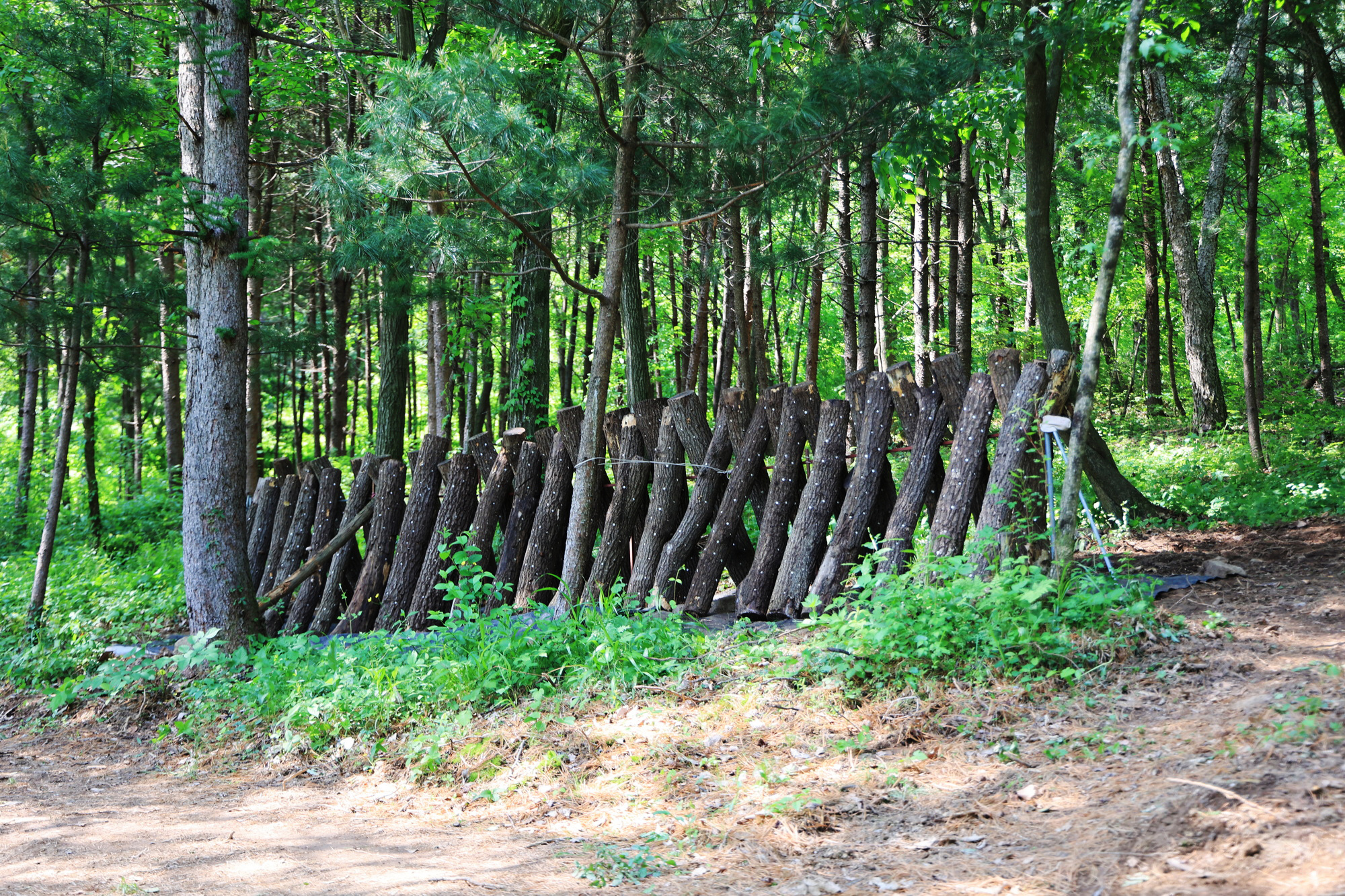 숲에서 놀자 이미지