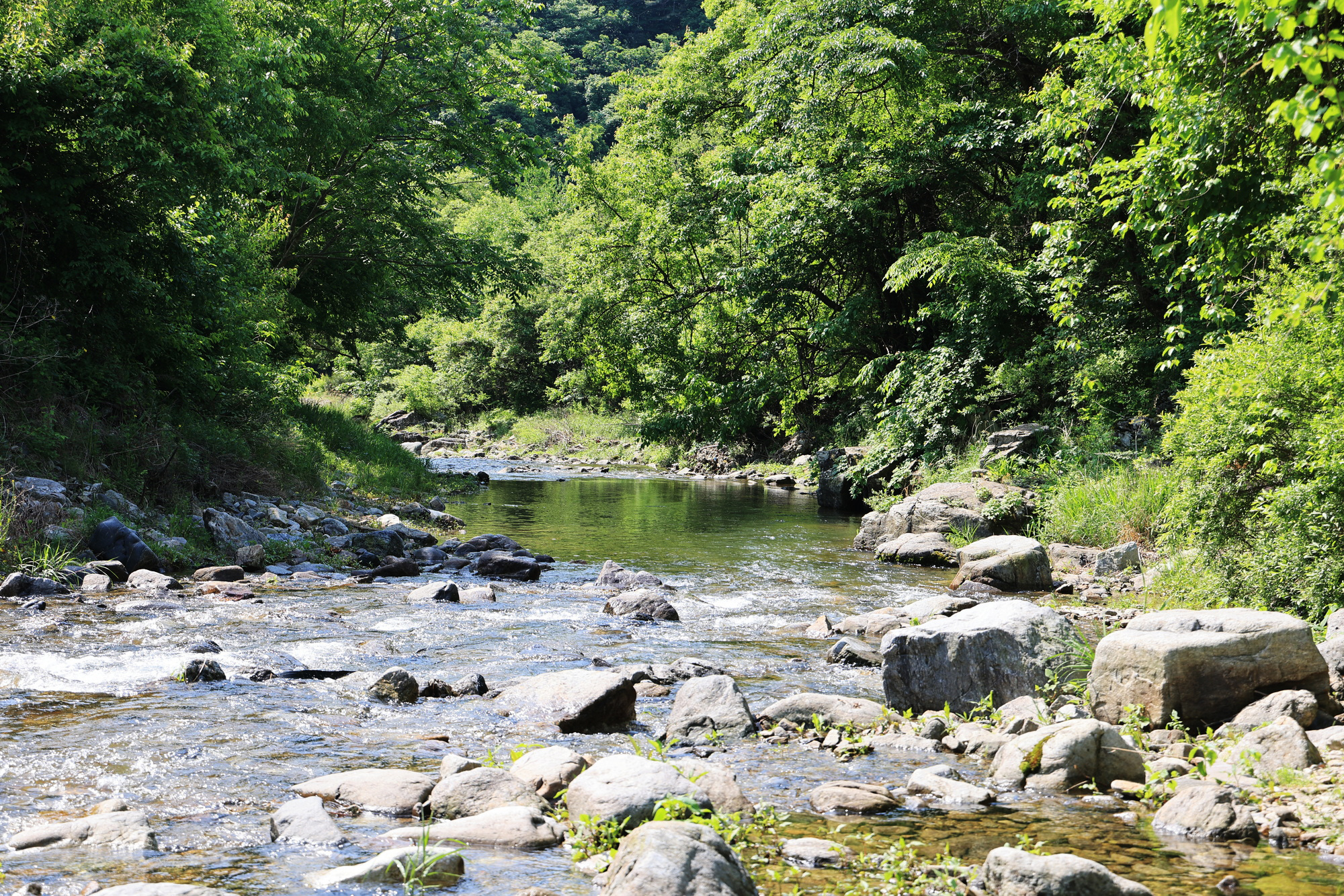 숲에서 놀자 이미지