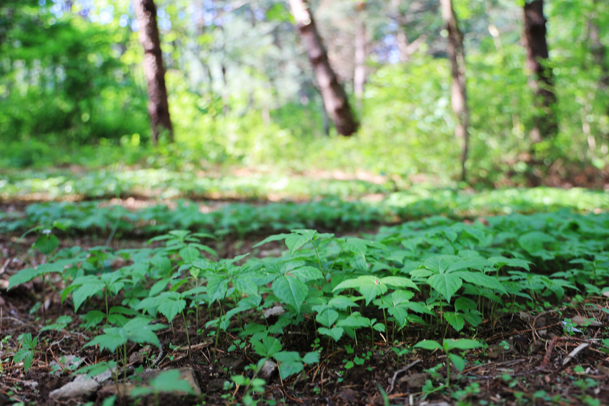 숲에서 놀자 이미지