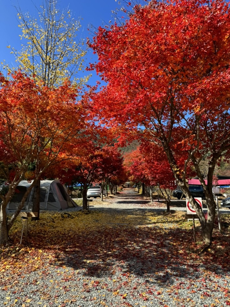 숲에서 놀자 이미지