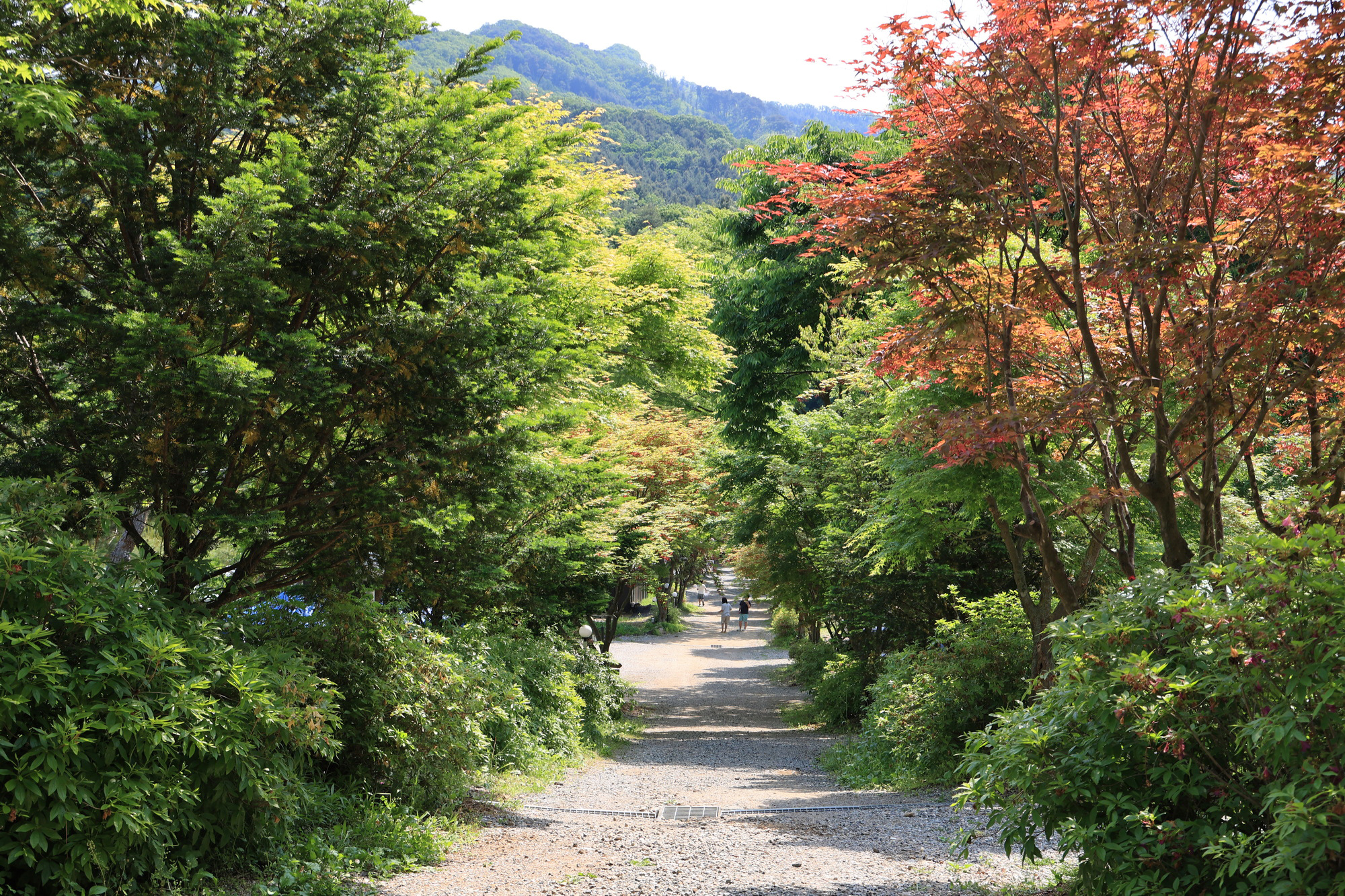 숲에서 놀자 이미지