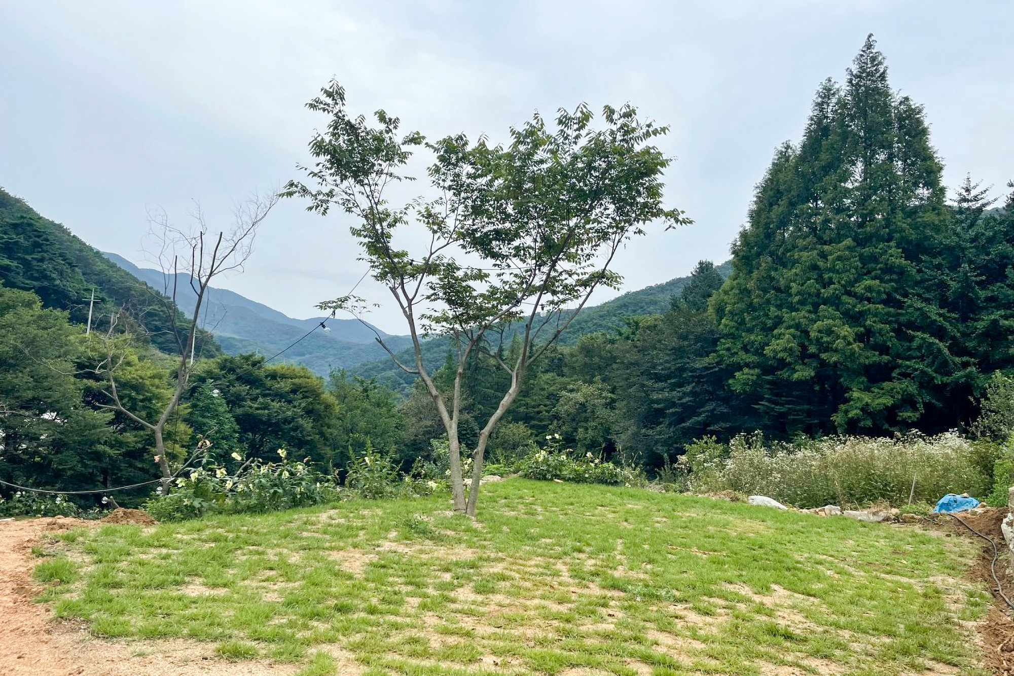 천안 트리하우스 이미지