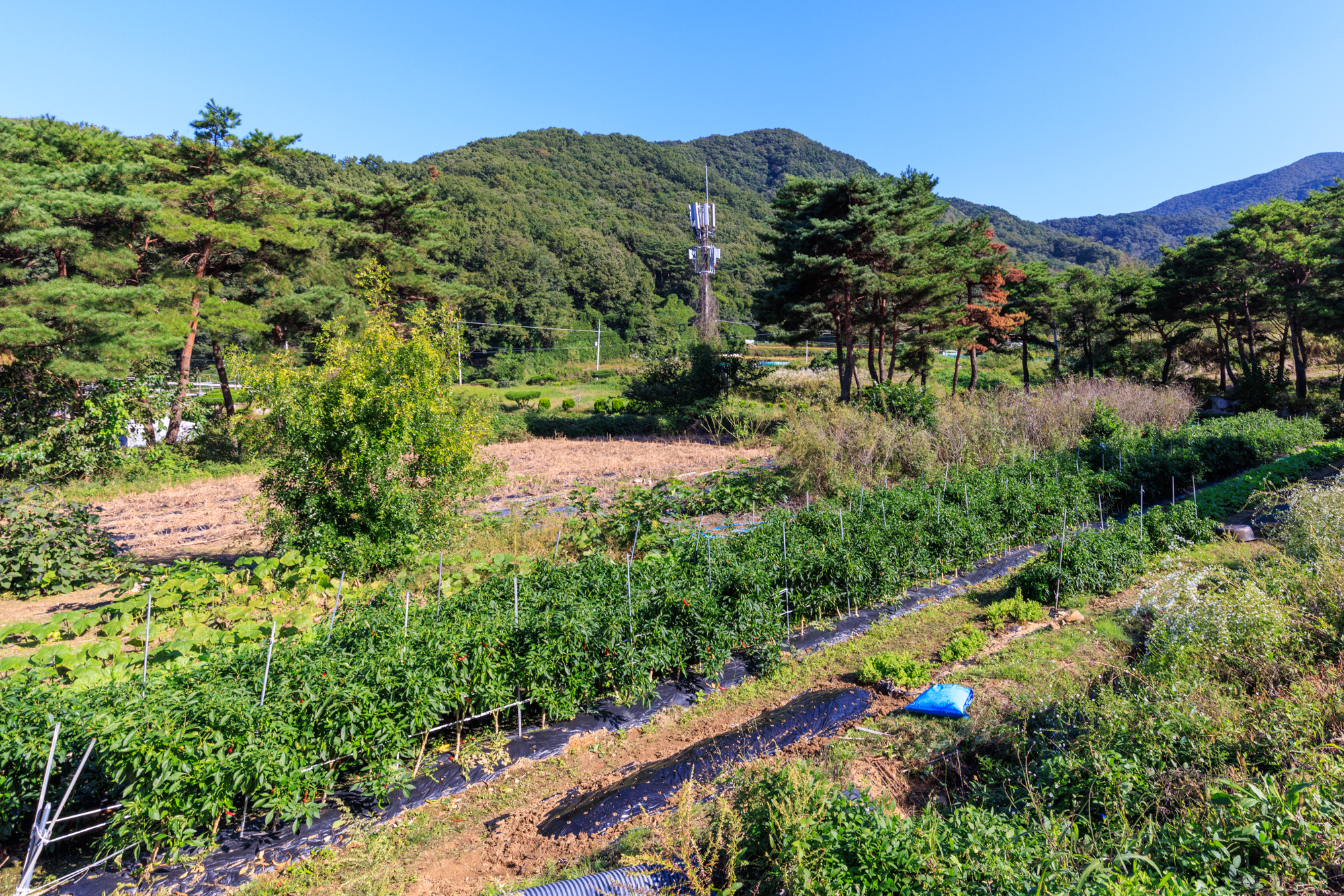 경주 초롱별 야영장 6