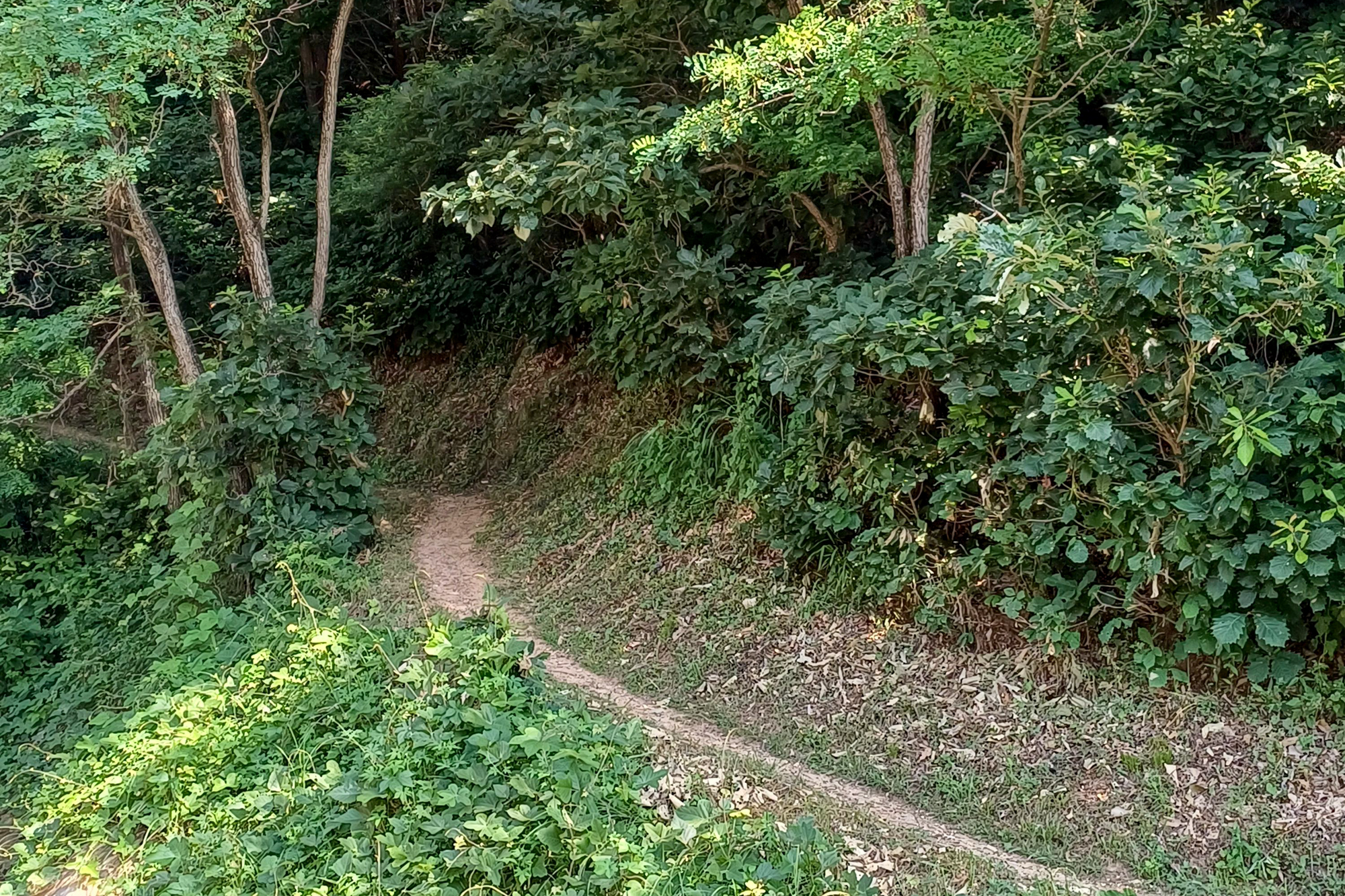 몽상핀 이미지