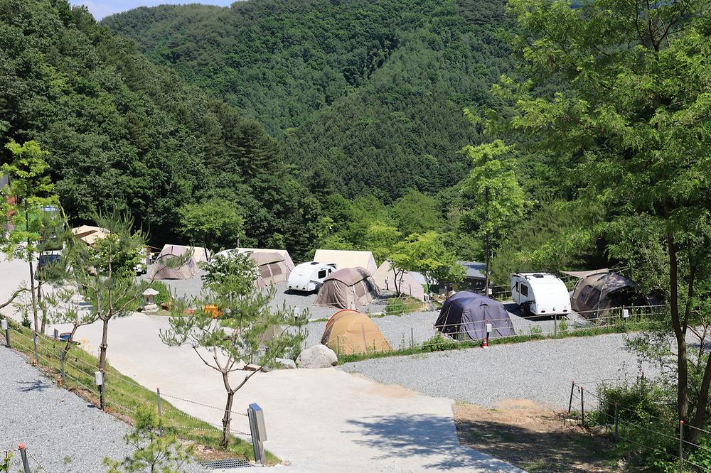 비발디캠핑파크 미루나무점