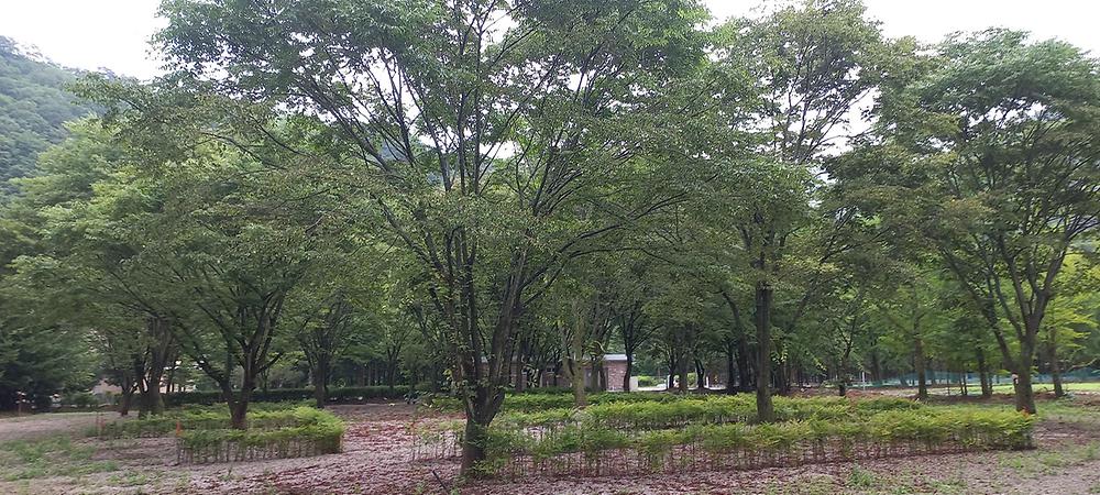 가리왕산 정원 캠핑장