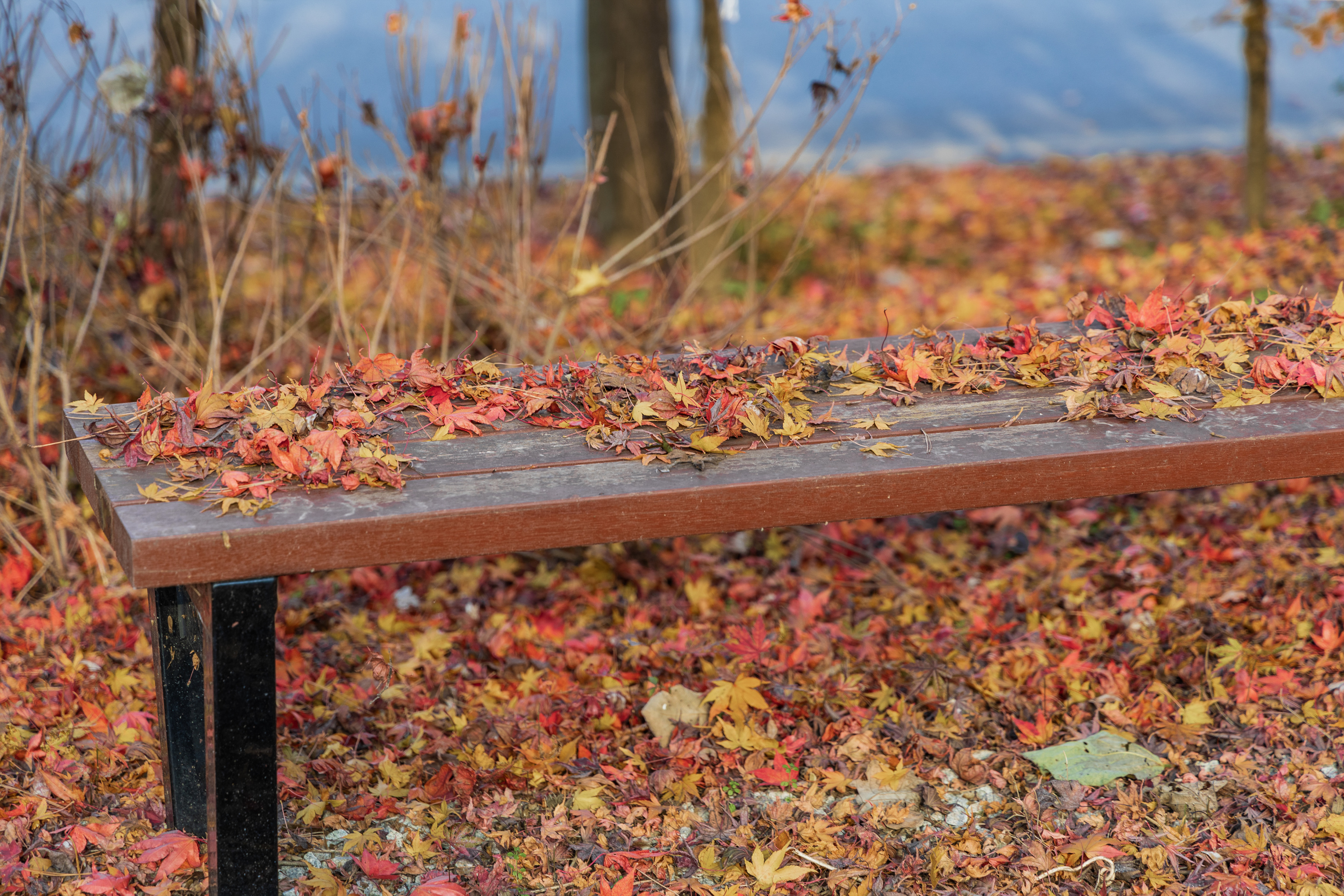 내장산국립공원 내장호야영장 이미지