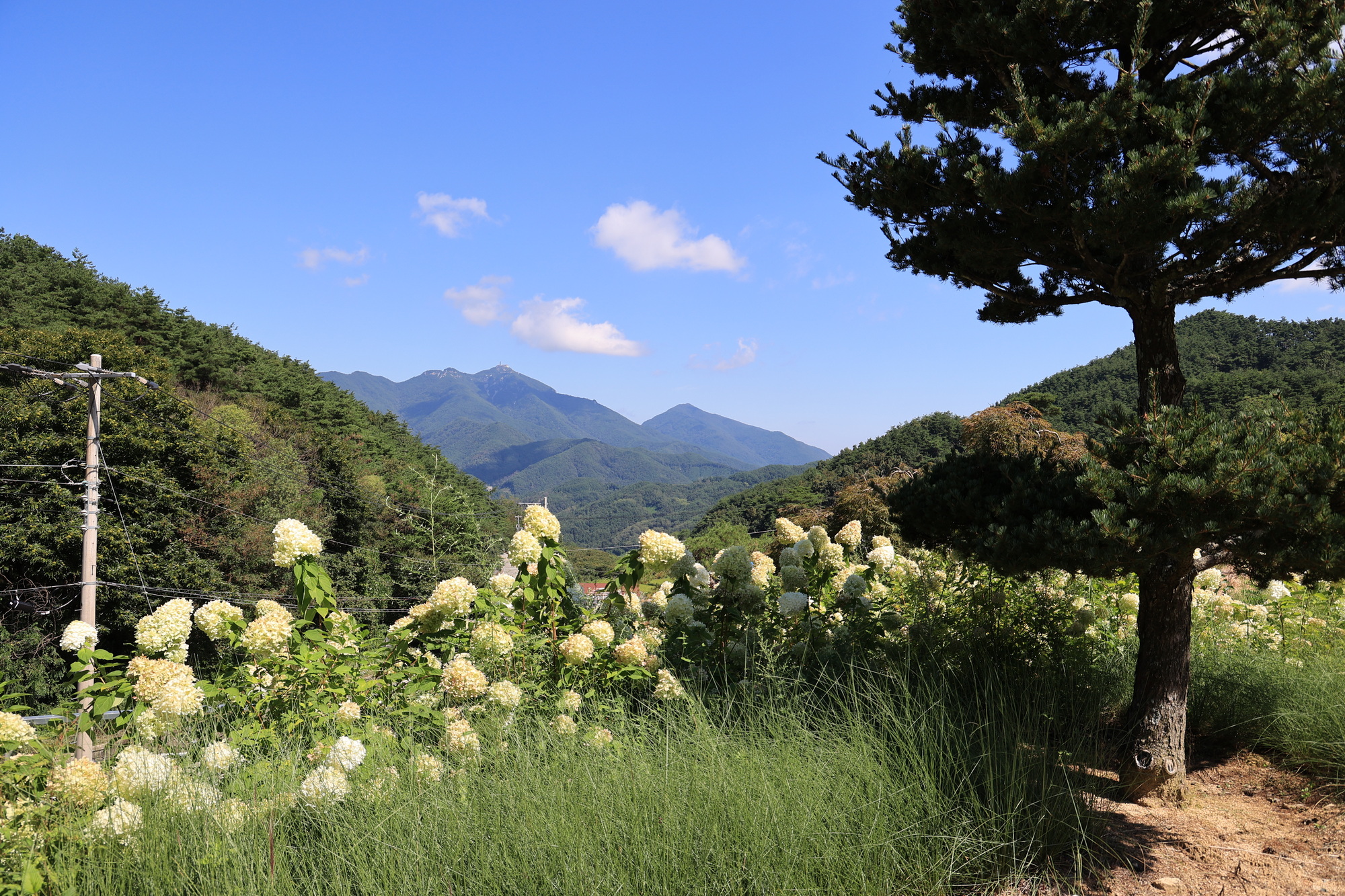 오도산 관광농원 18번째 이미지