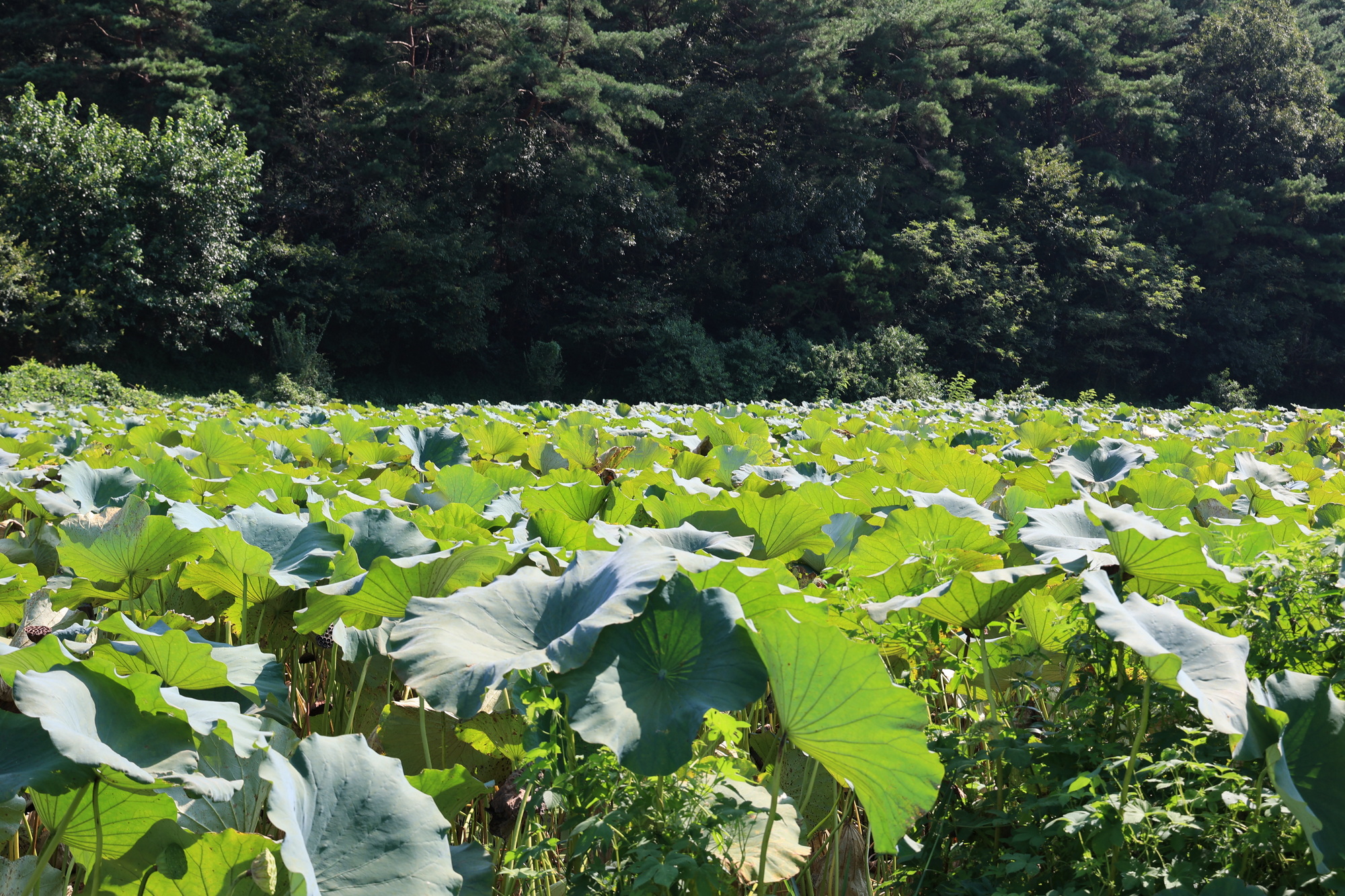 연꽃자리캠핑타운 이미지