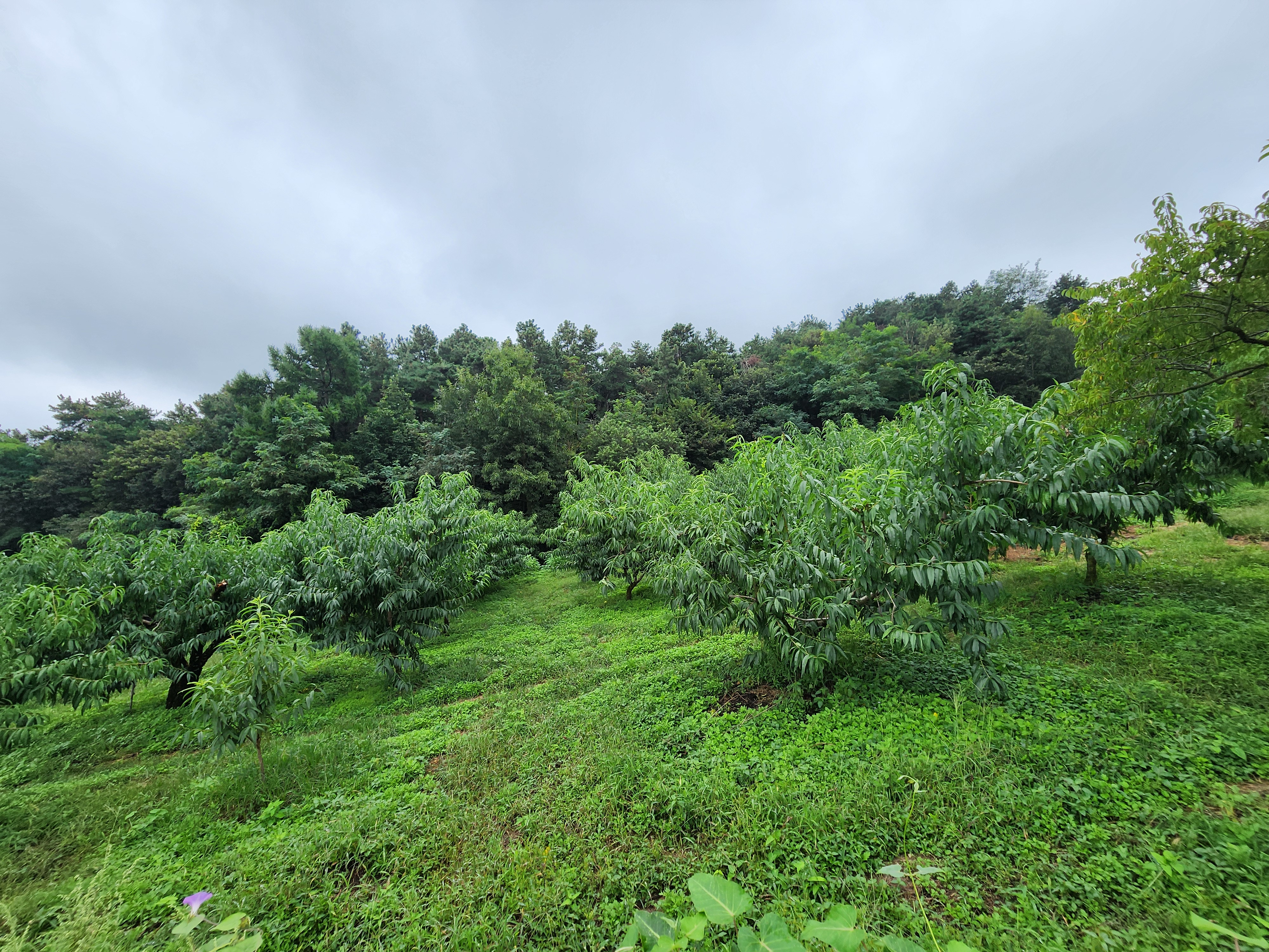 별빛마루 관광농원 35번째 이미지