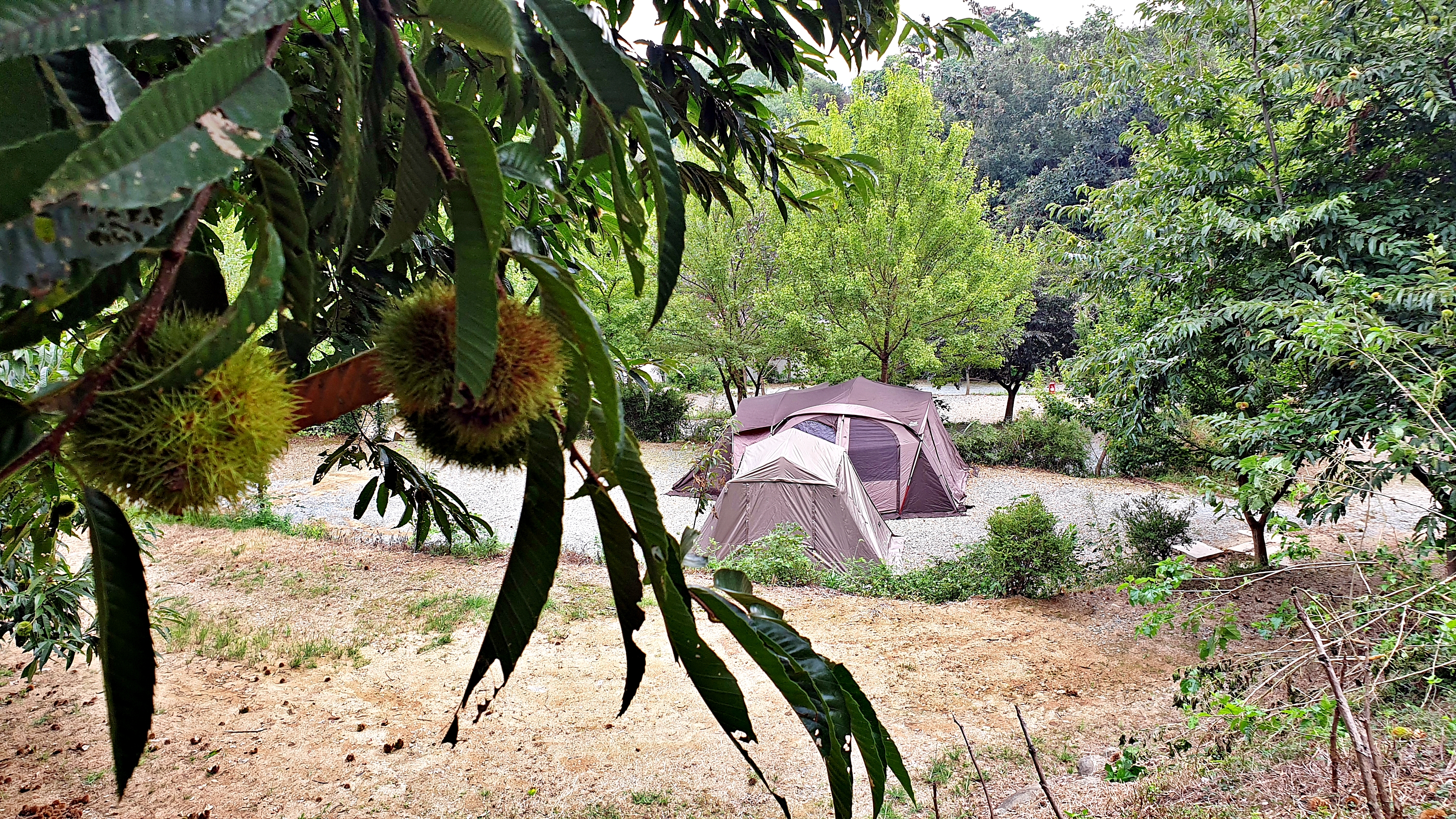 일월관광농원 캠핑장 이미지