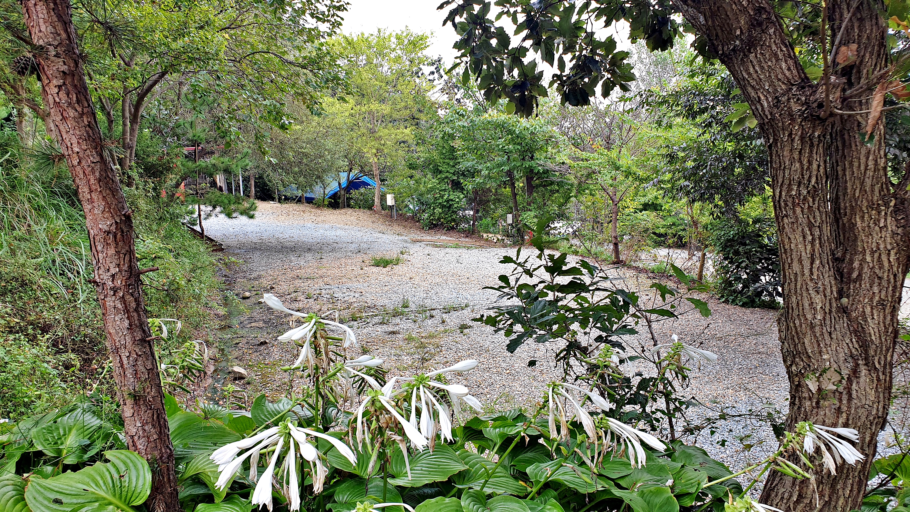 일월관광농원 캠핑장 이미지