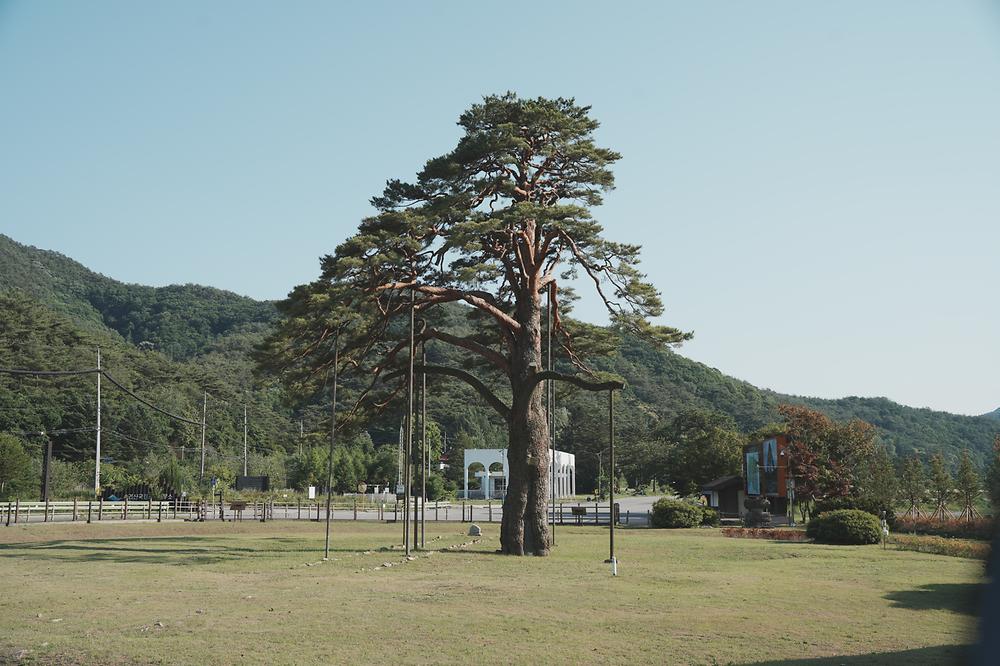 고릴라캠핑 in 속리산