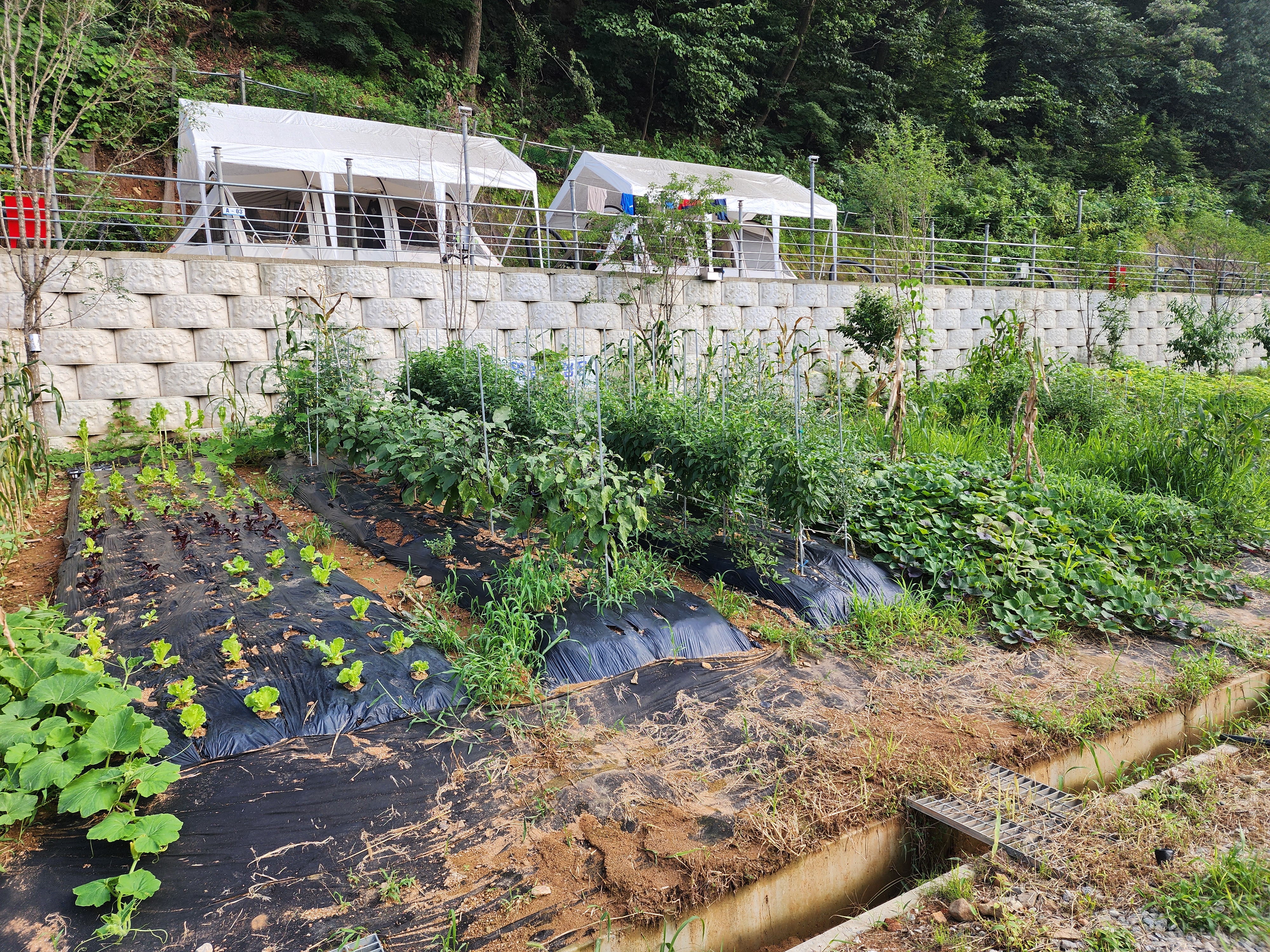 양주 장흥 브이아이피 캠핑장 25번째 이미지