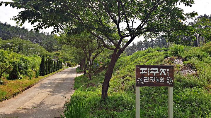 충청  피구지 관광농원 1