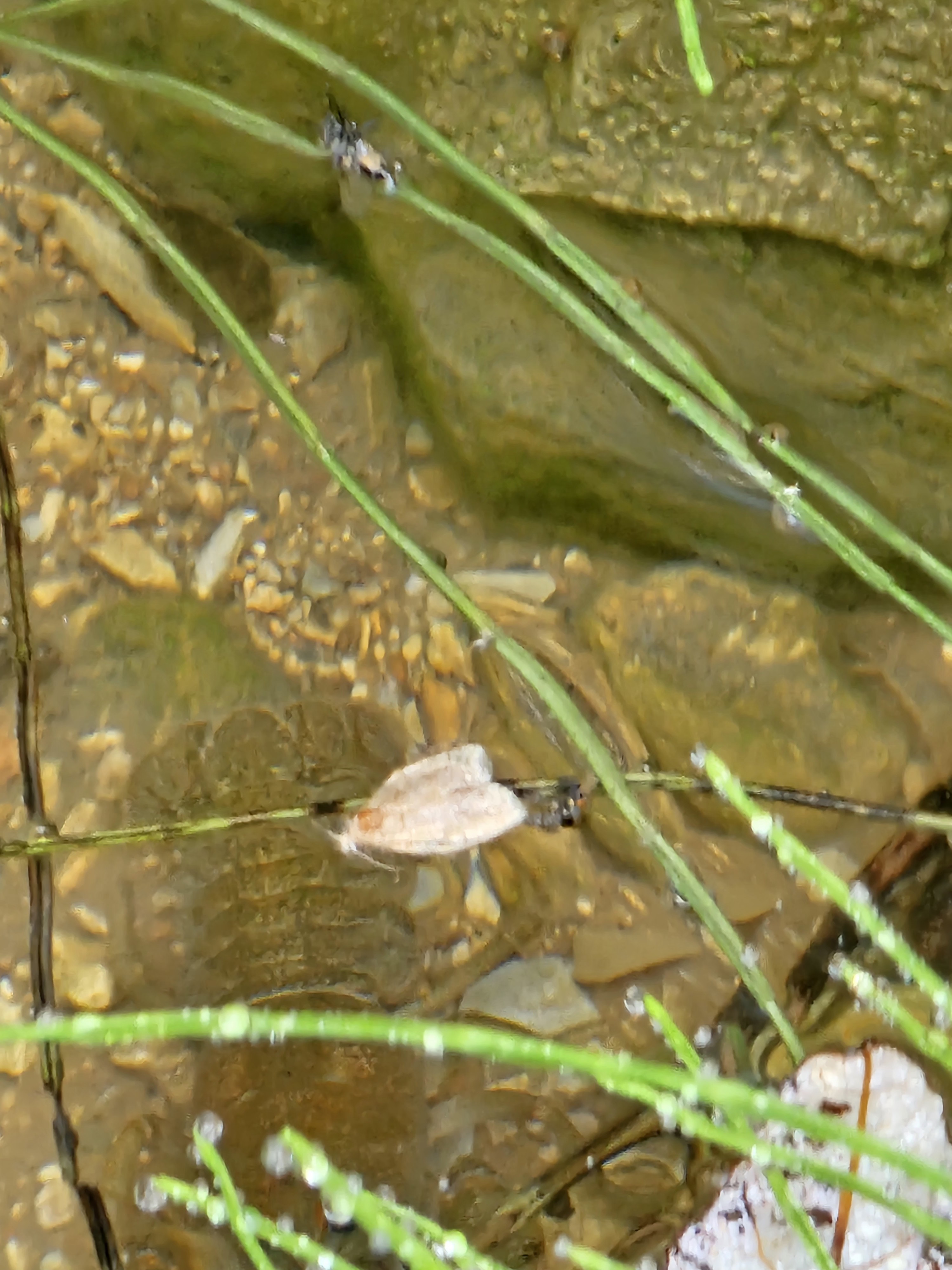 단양 별마루캠핑장 이미지