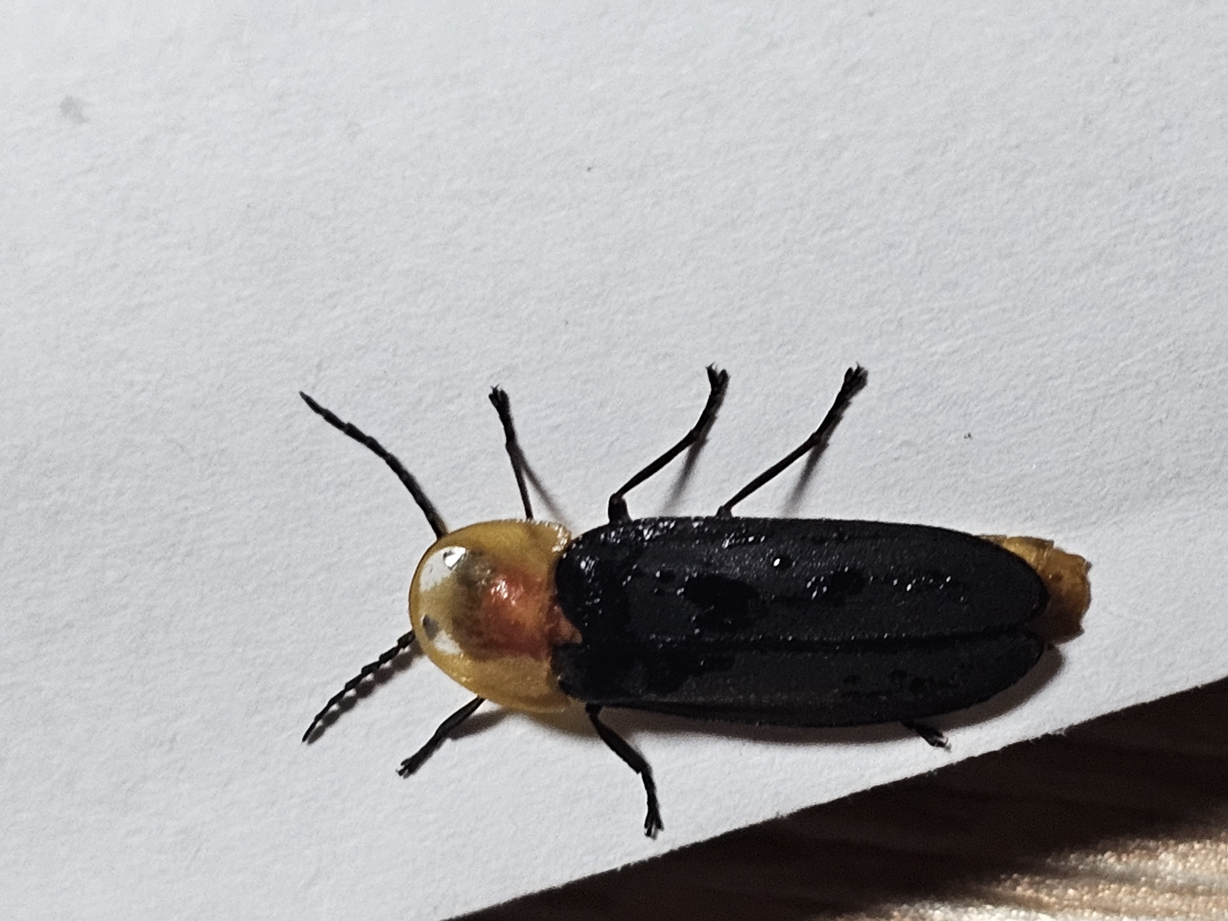 단양 별마루캠핑장 이미지