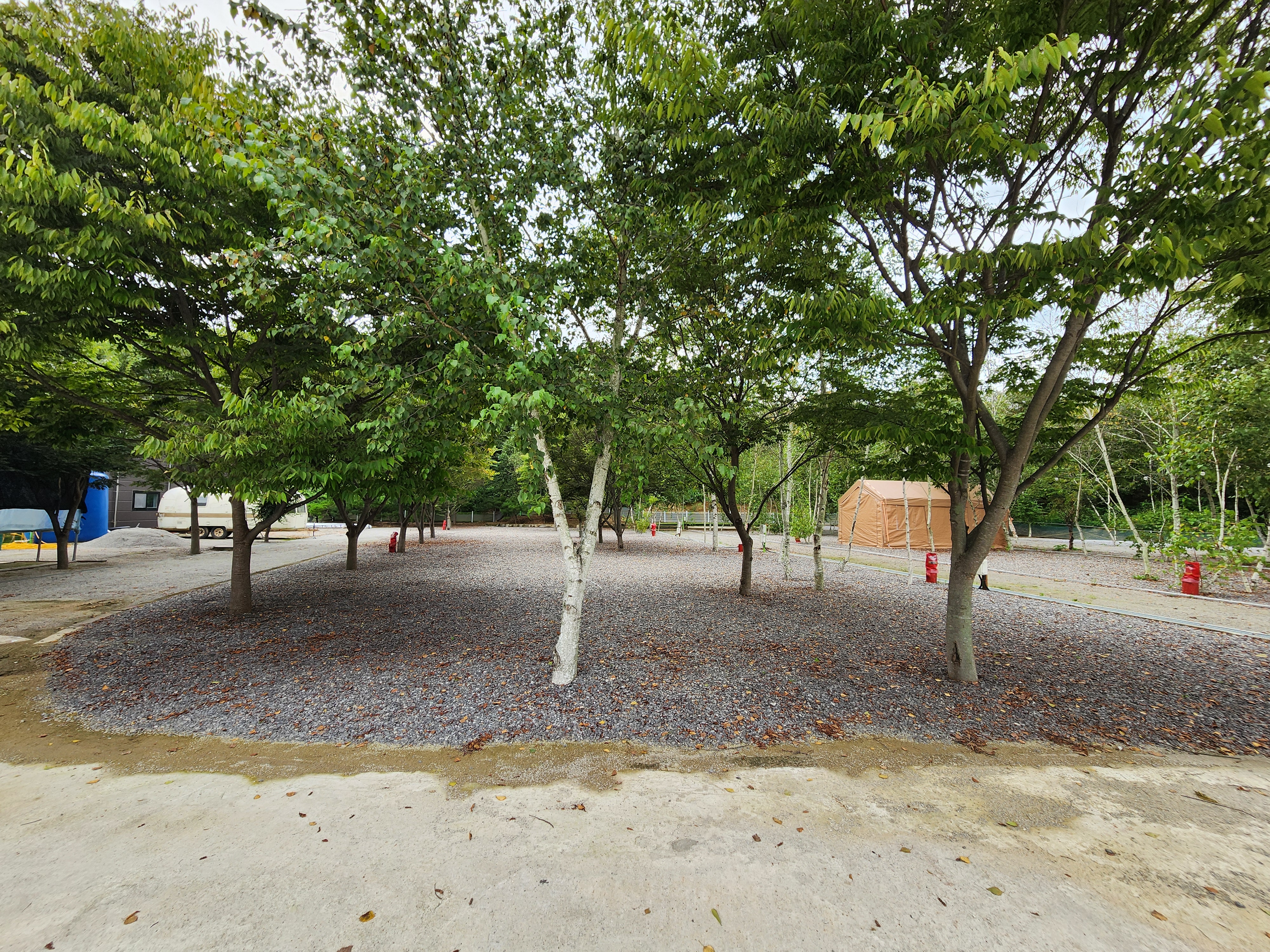 나무와 쉬리 이미지