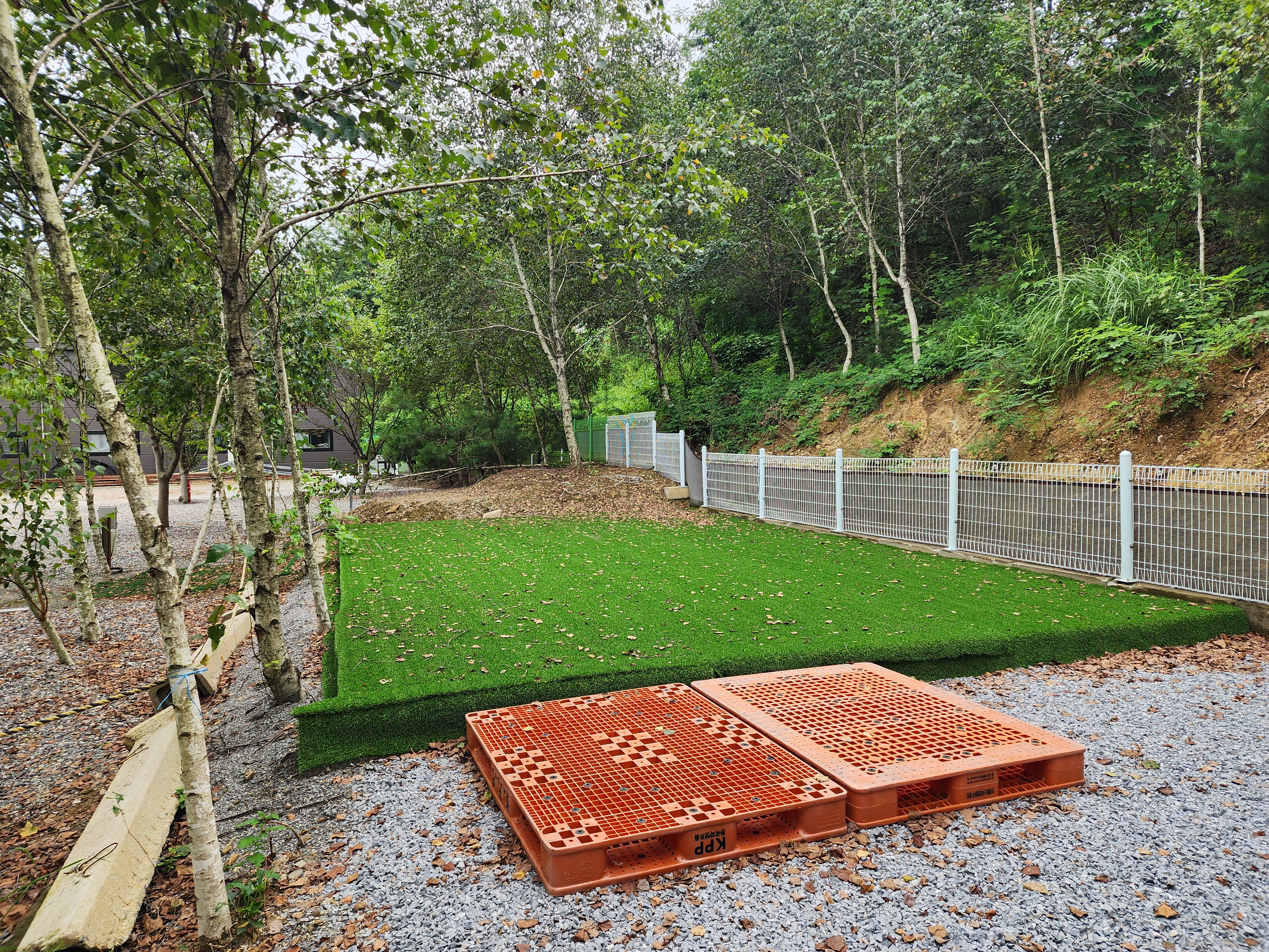 나무와 쉬리 이미지