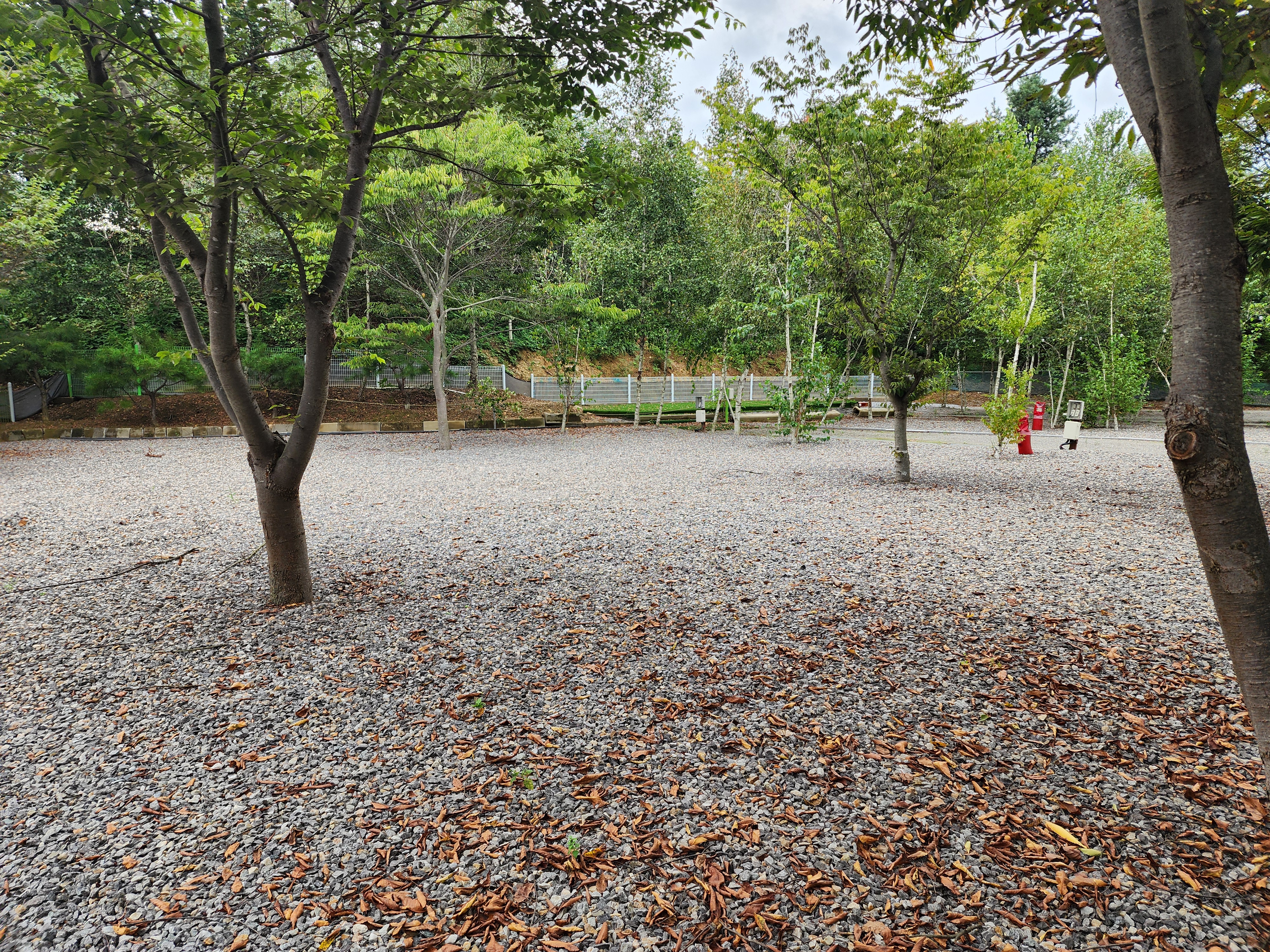 나무와 쉬리 이미지