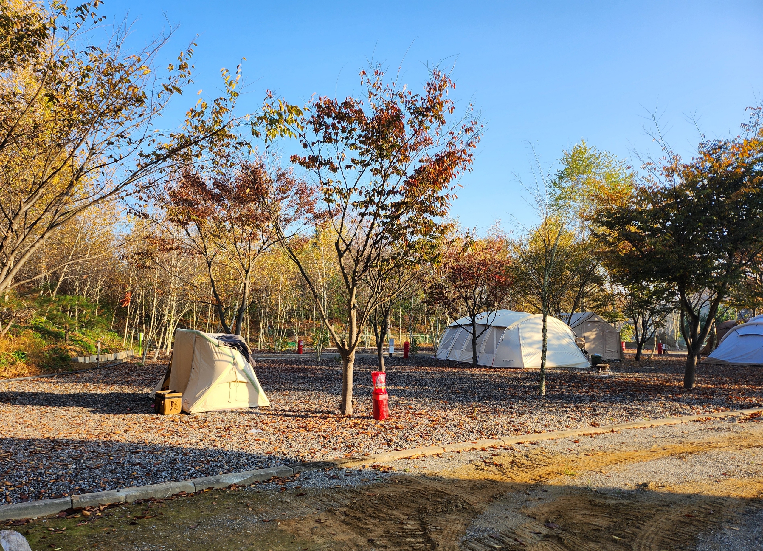 나무와 쉬리 이미지