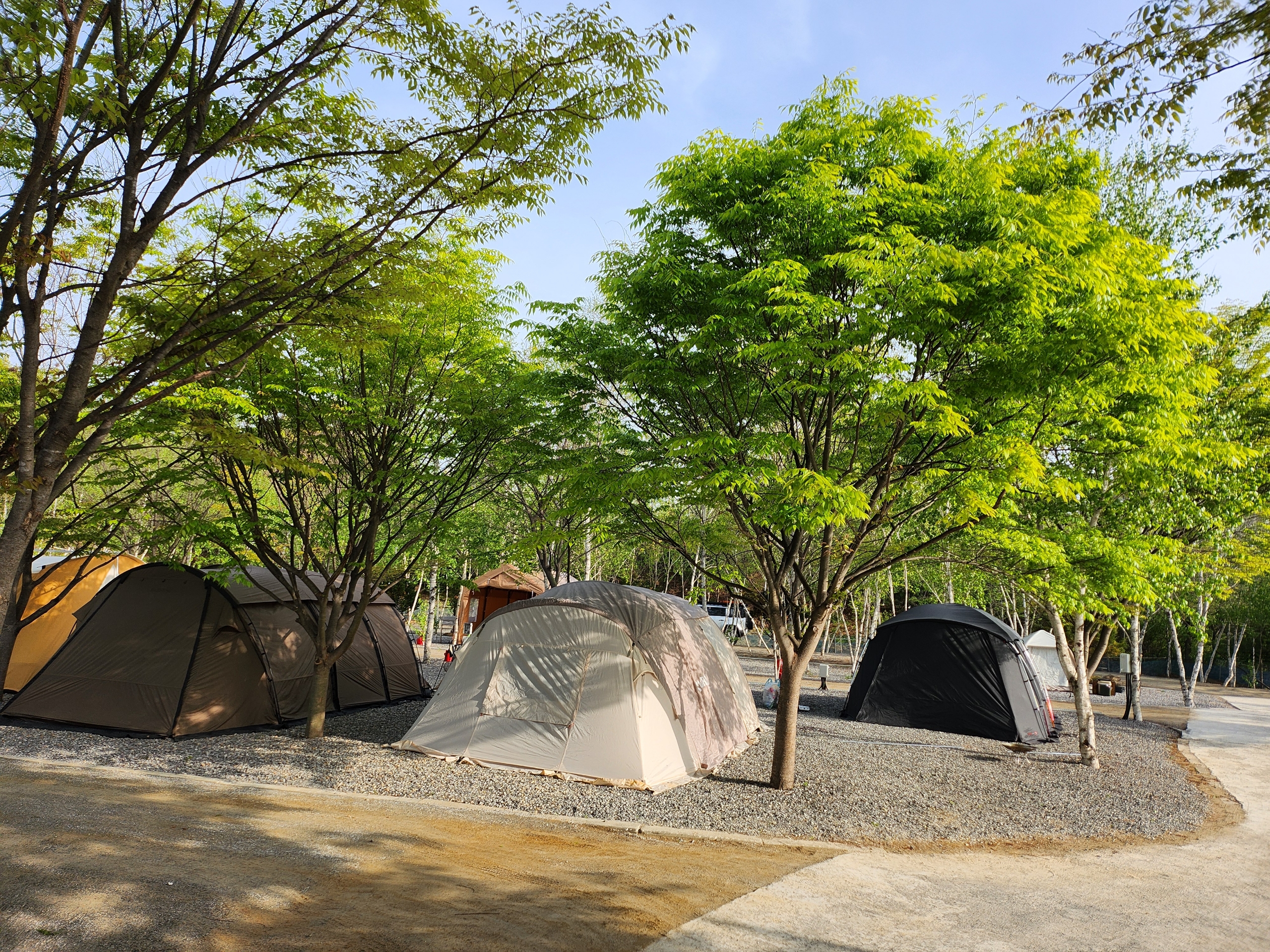 나무와 쉬리 이미지