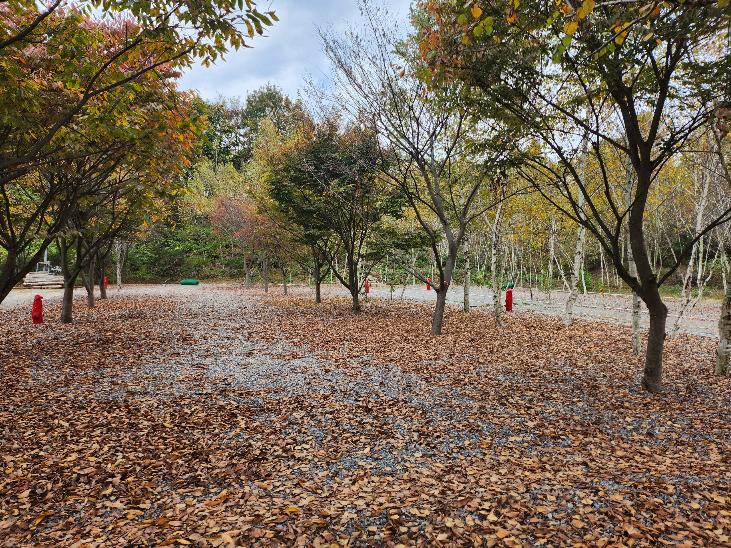 나무와 쉬리 이미지