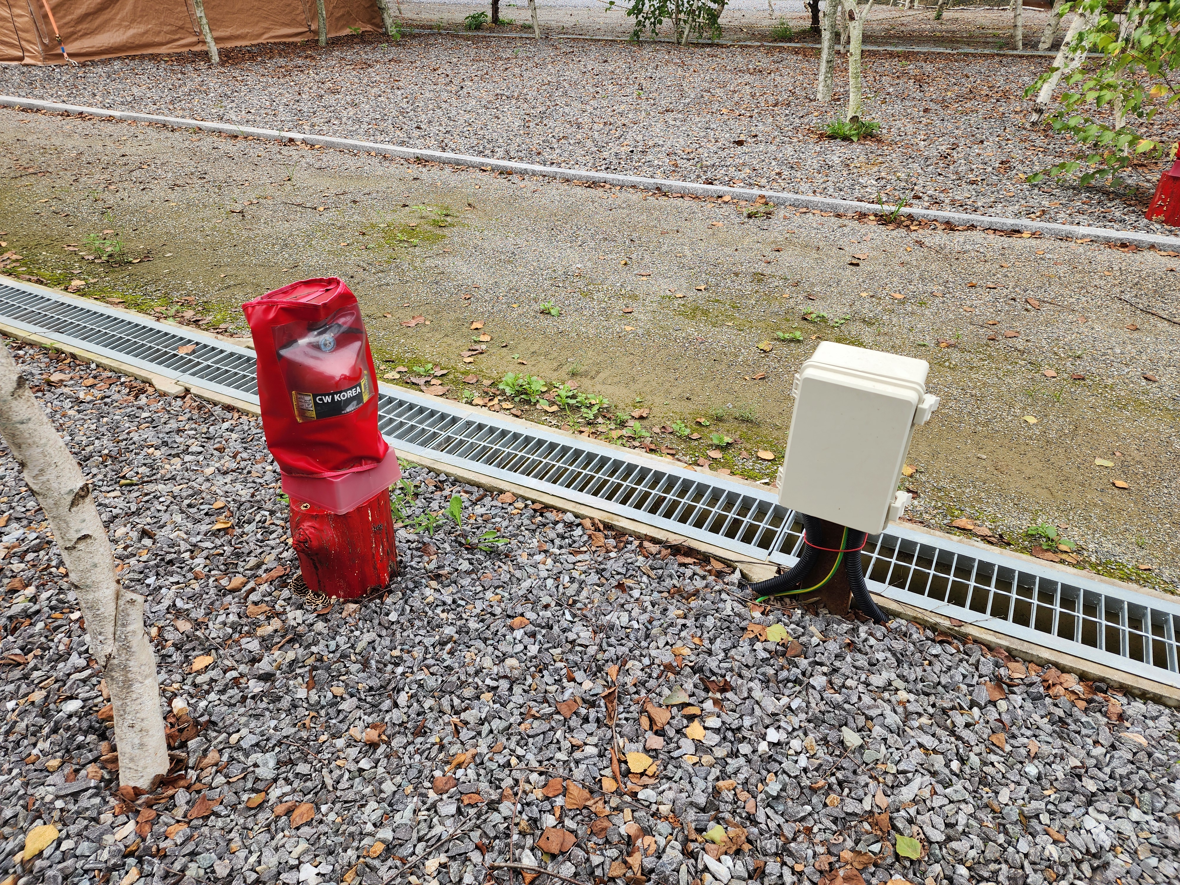 나무와 쉬리 이미지